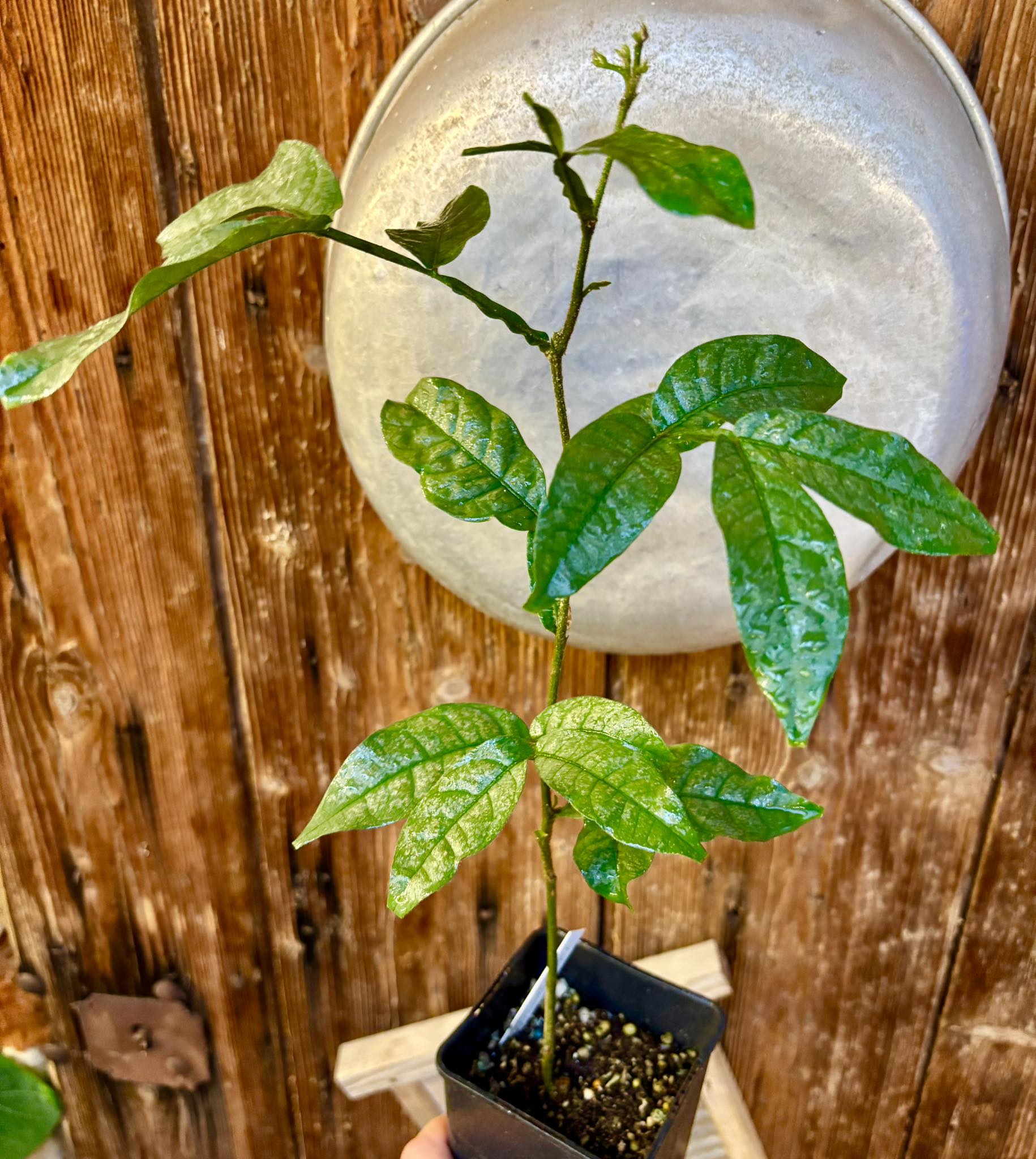 Inga spectabilis - Machete Ice cream bean - 1 potted plant / 1 getopfte Pflanze