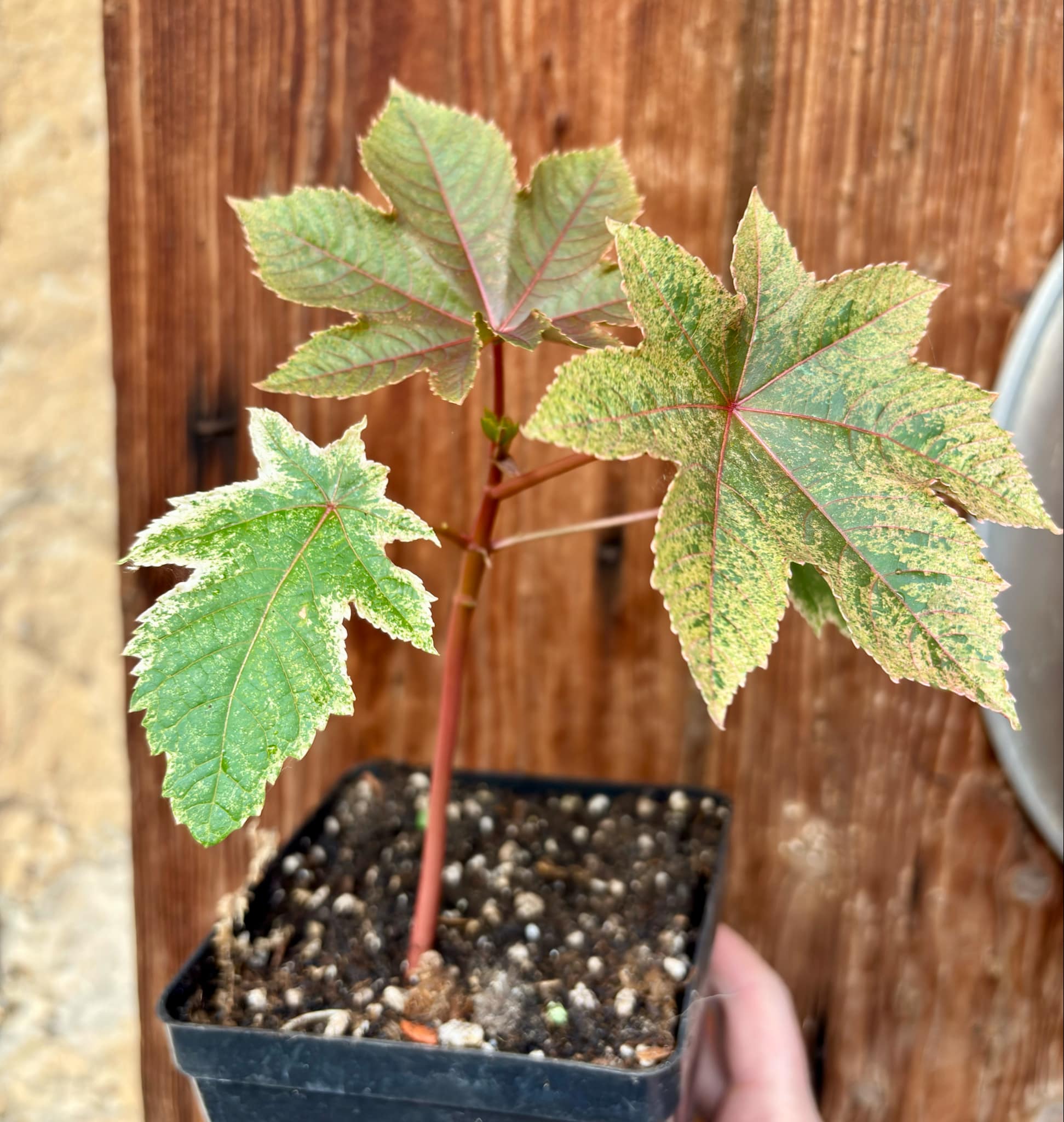 Ricinus communis VARIEGATED -  1  potted plant / 1 getopfte Pflanze