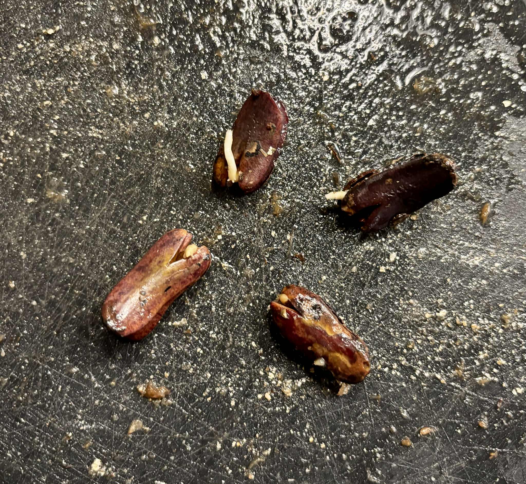 Inga aptera  - 1 germinated seed / 1 gekeimter Samen