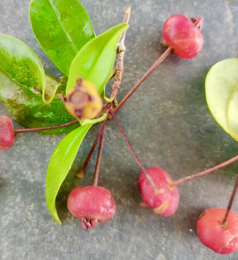 Eugenia sp Itacare vermelha -  1 germinated seed / 1 gekeimter Samen