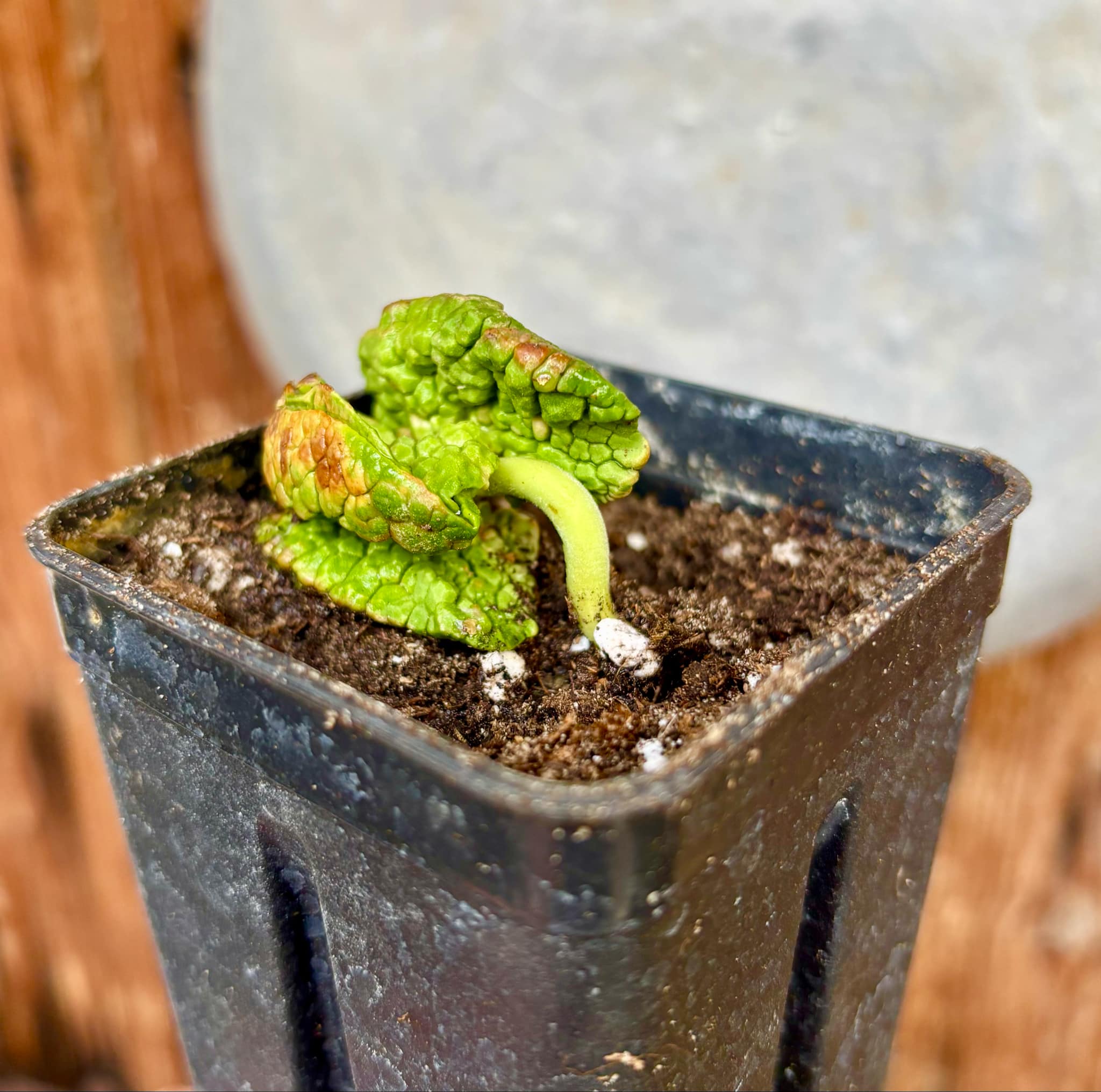 Chupa-Chupa (Matisia cordata)  -  1 fresh potted seedling / 1 frisch getopfter Sämling