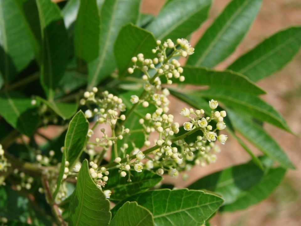Brazilian Peppertree (Schinus terebinthifolia) - 10 frische Samen / 10 fresh seeds