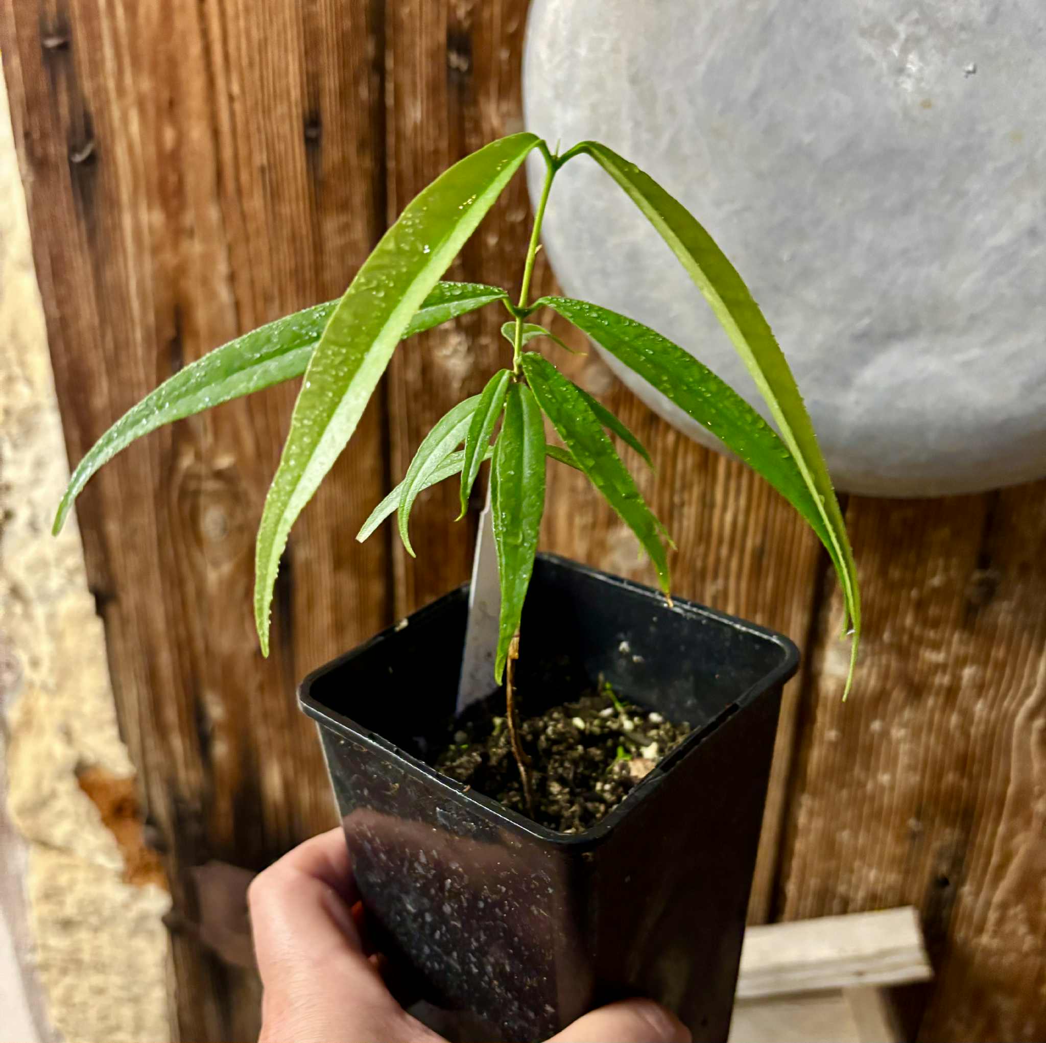 Eugenia sp sect racemosa -  1 potted plant / 1 getopfte Pflanze