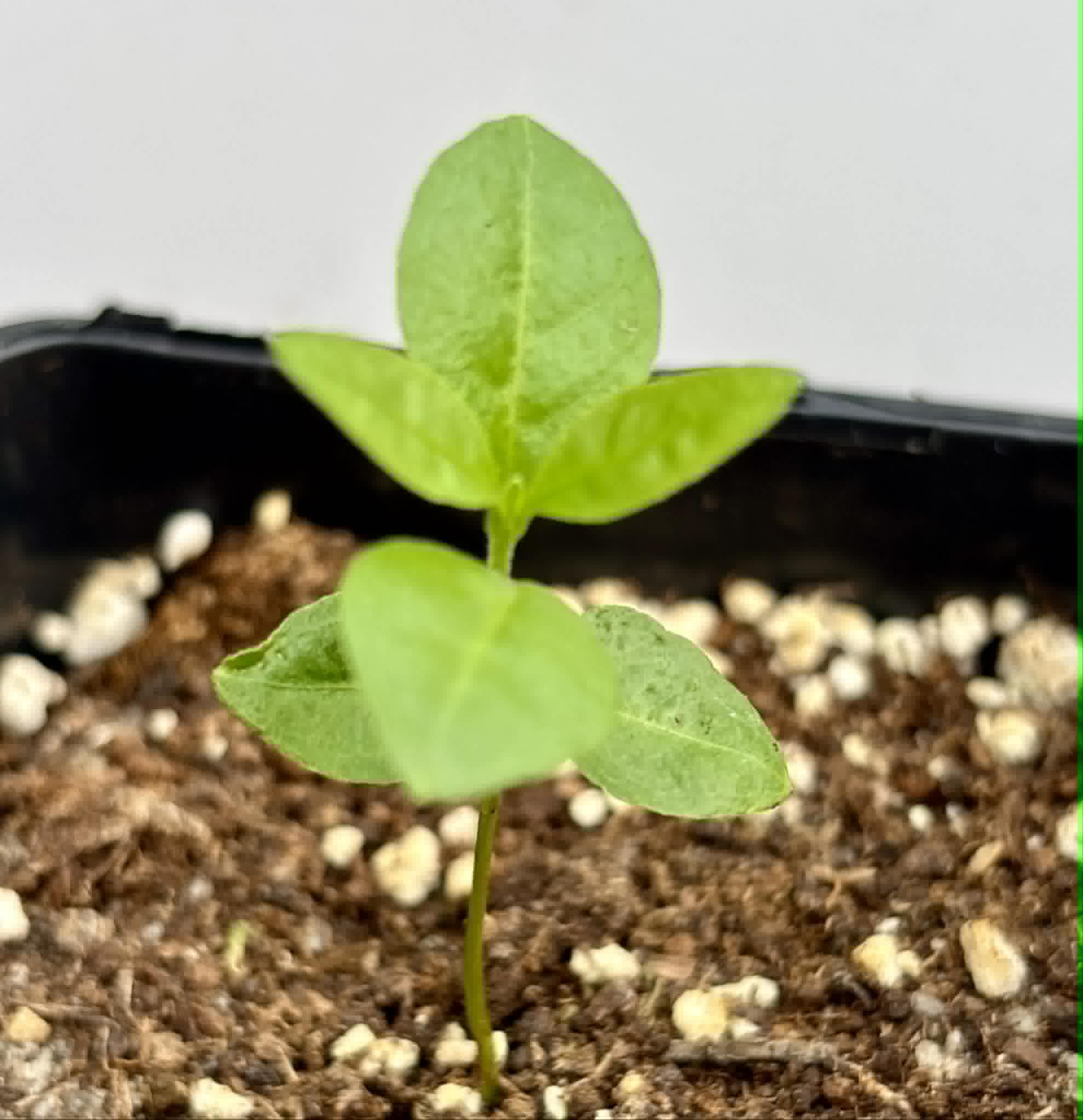 Psidium sp Anacardium -  1 potted seedling / 1 getopfter Sämling