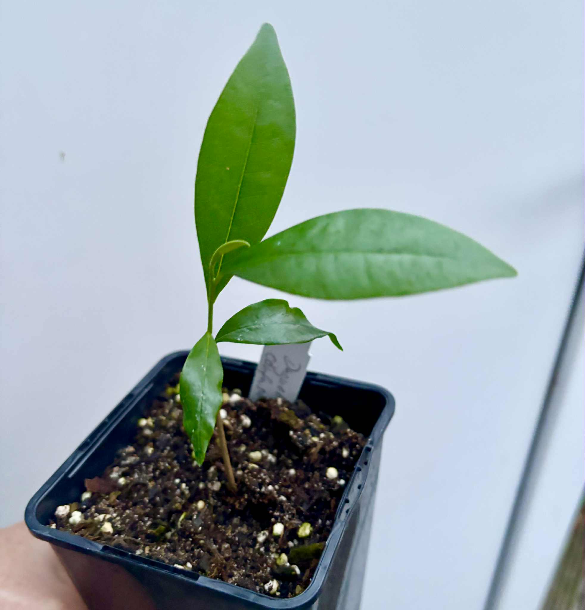 Duguetia confusa - 1 potted plant / 1 getopfte Pflanze