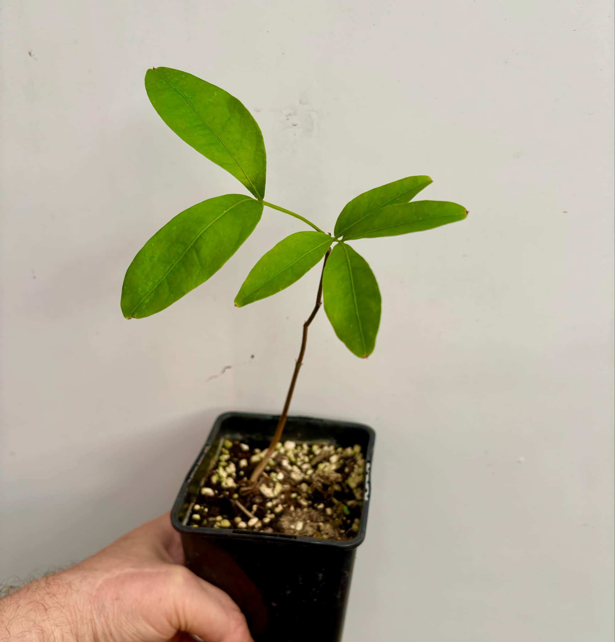 Inga laurina - 1 potted plant / 1 getopfte Pflanze Inga laurina - 1 potted plant / 1 getopfte Pflanze