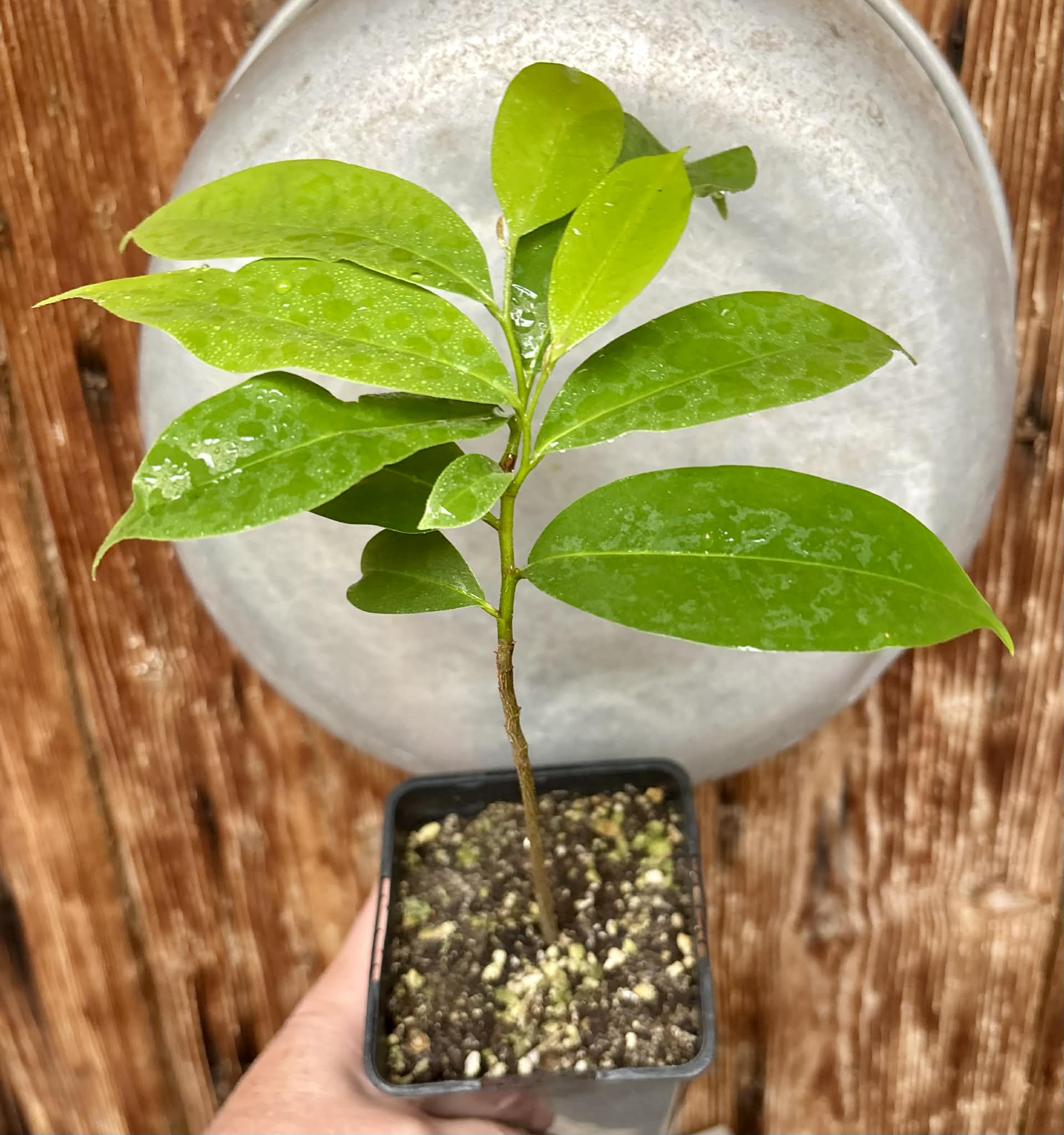 Annona muricata - Soursop / Stachelannone - 1 potted plant / 1 getopfte Pflanze