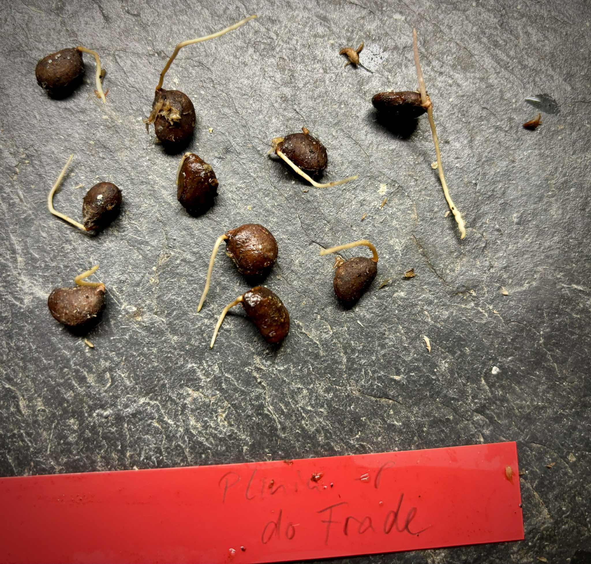 Plinia sp. do Frade - 1 germinated seed / 1 gekeimter Samen