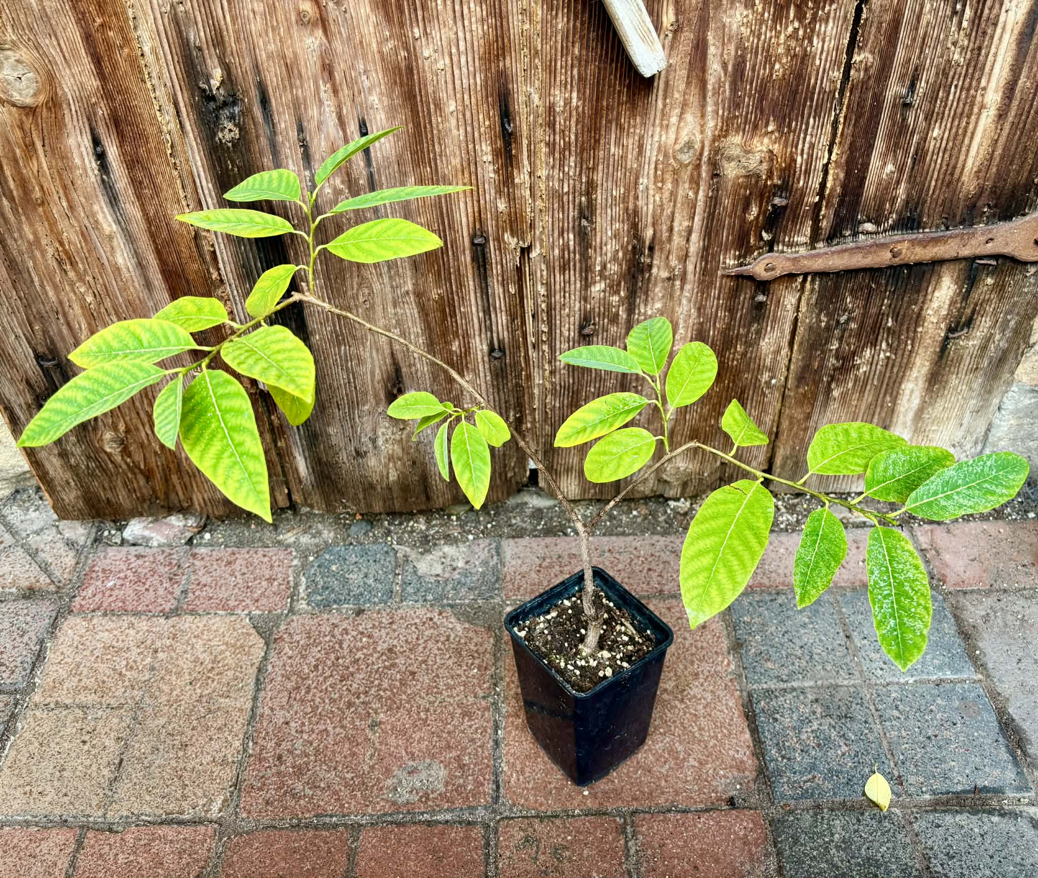 Annona squamosa - 1 potted seedling / 1 getopfter Sämling