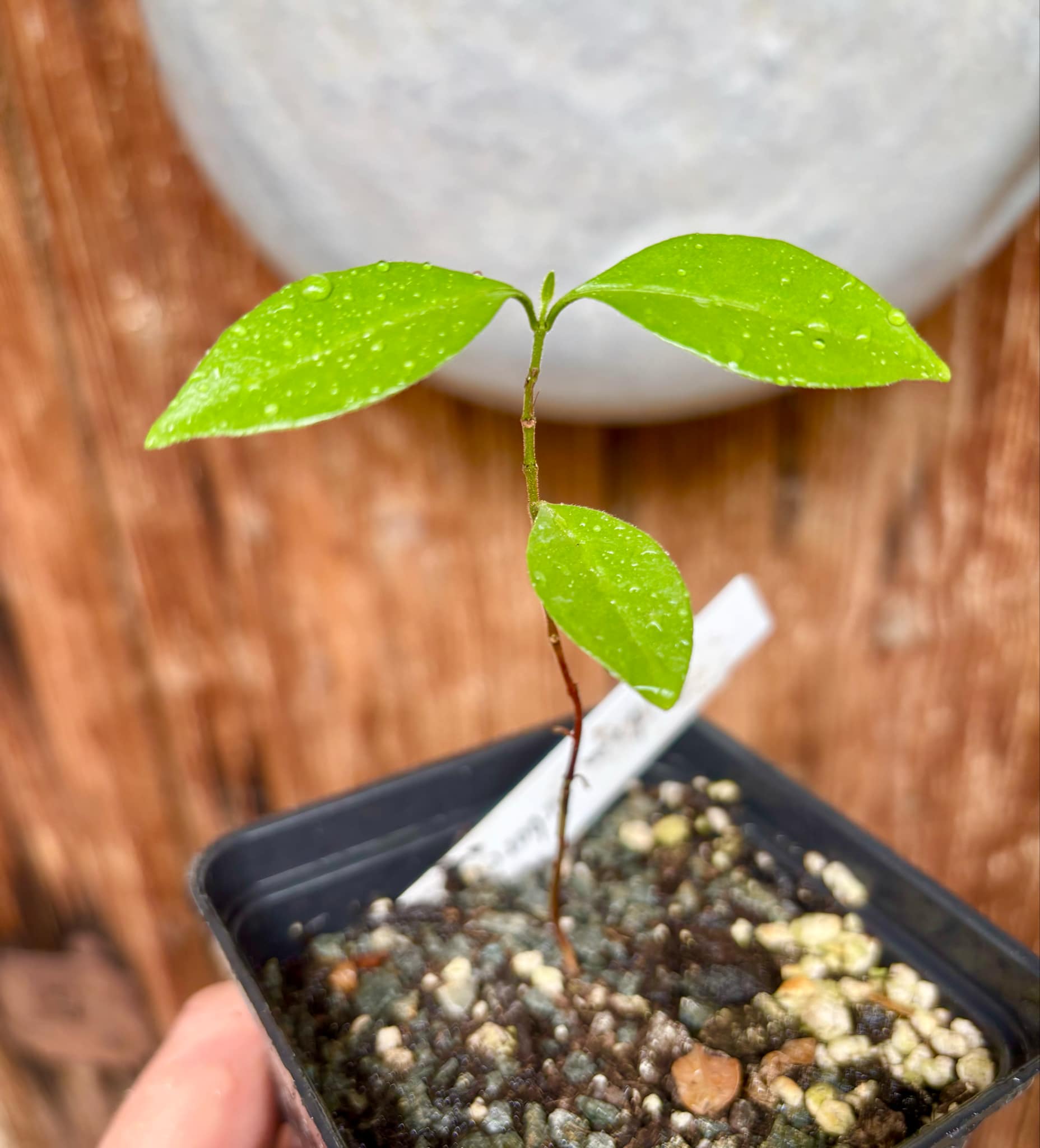 ARAÇA-AÇU (Psidium arboreum) - 1 potted seedling / 1 getopfter Sämling