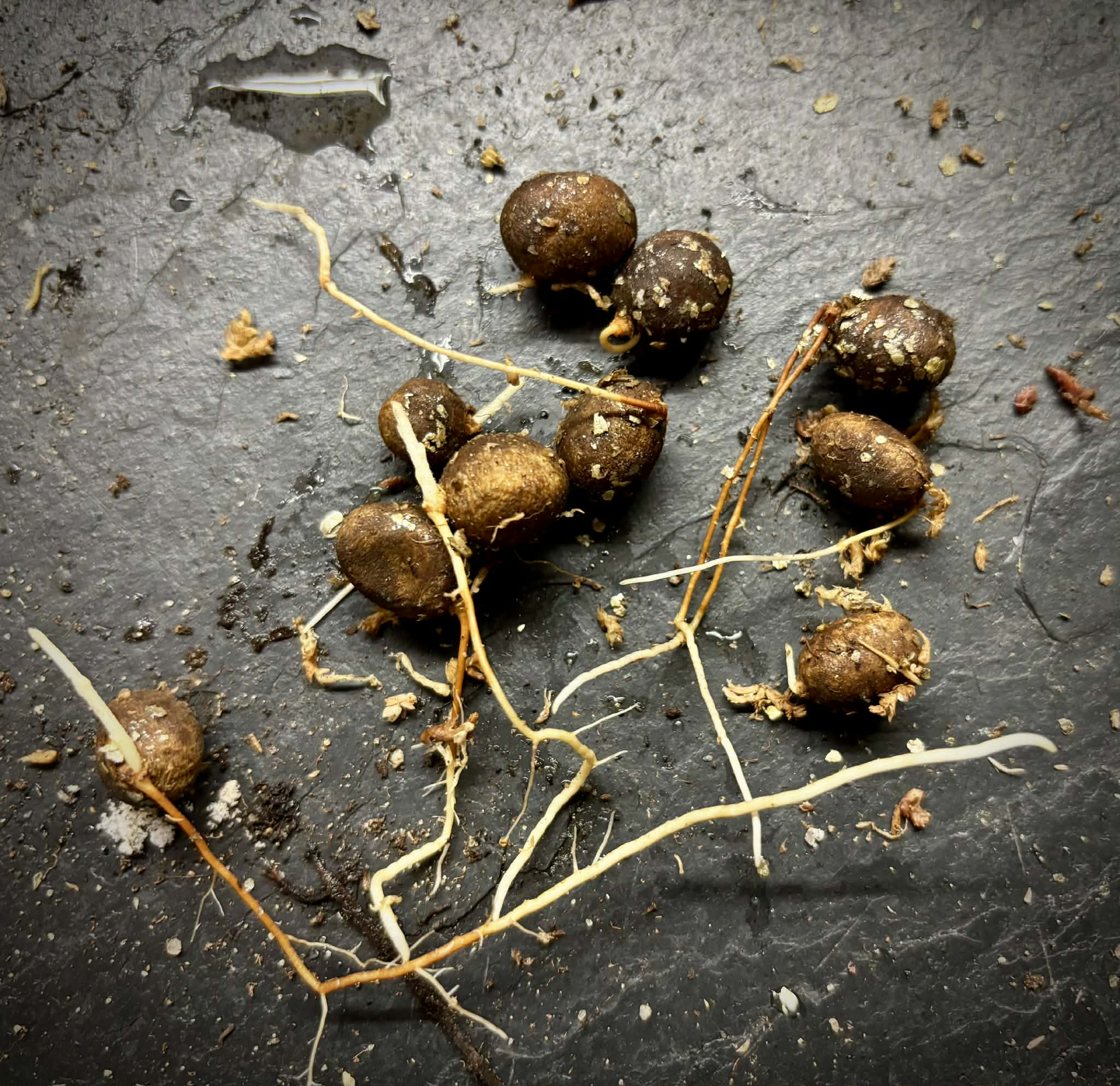 Pitomba (Eugenia luschnathiana) - 1 germinated seed / 1 gekeimter Samen