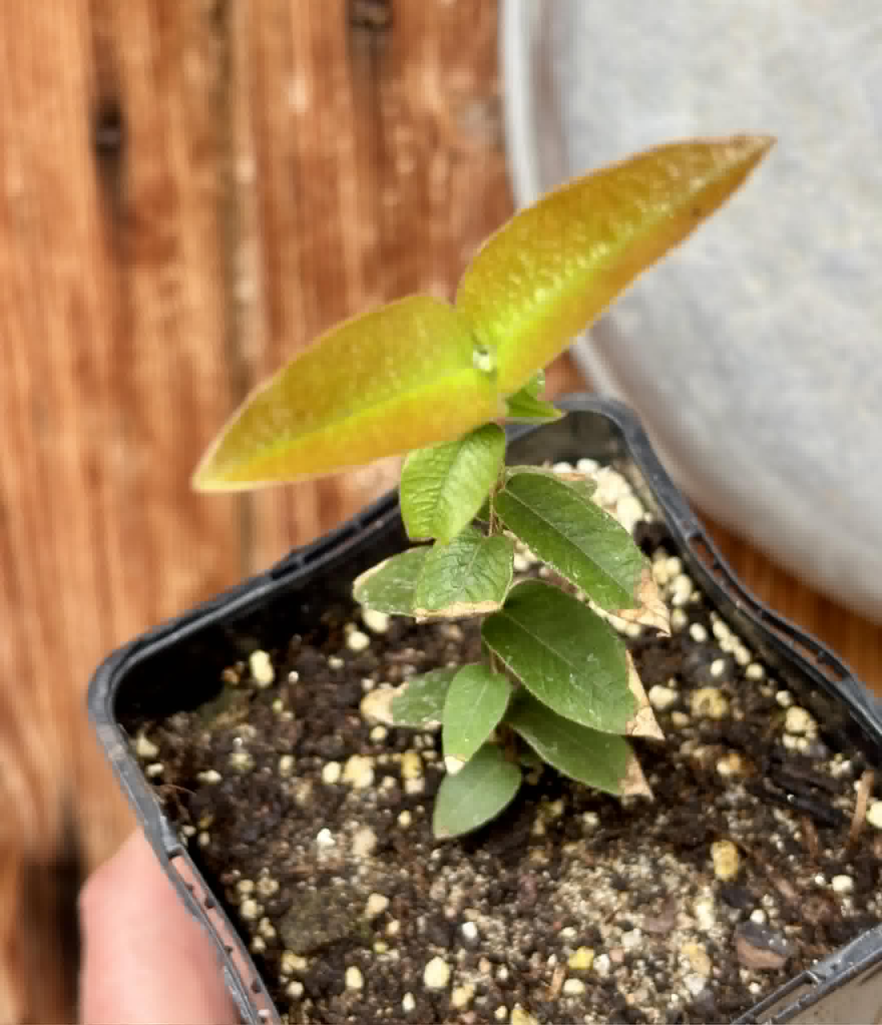 Myrciaria caerulescens (Roxa - Blue Guaquiea) - 1 potted seedling / 1 getopfter Sämling
