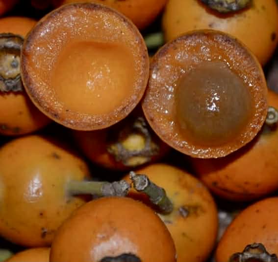 Mouriri grandiflora - Rare exotic plant - Seltene exotische Pflanze