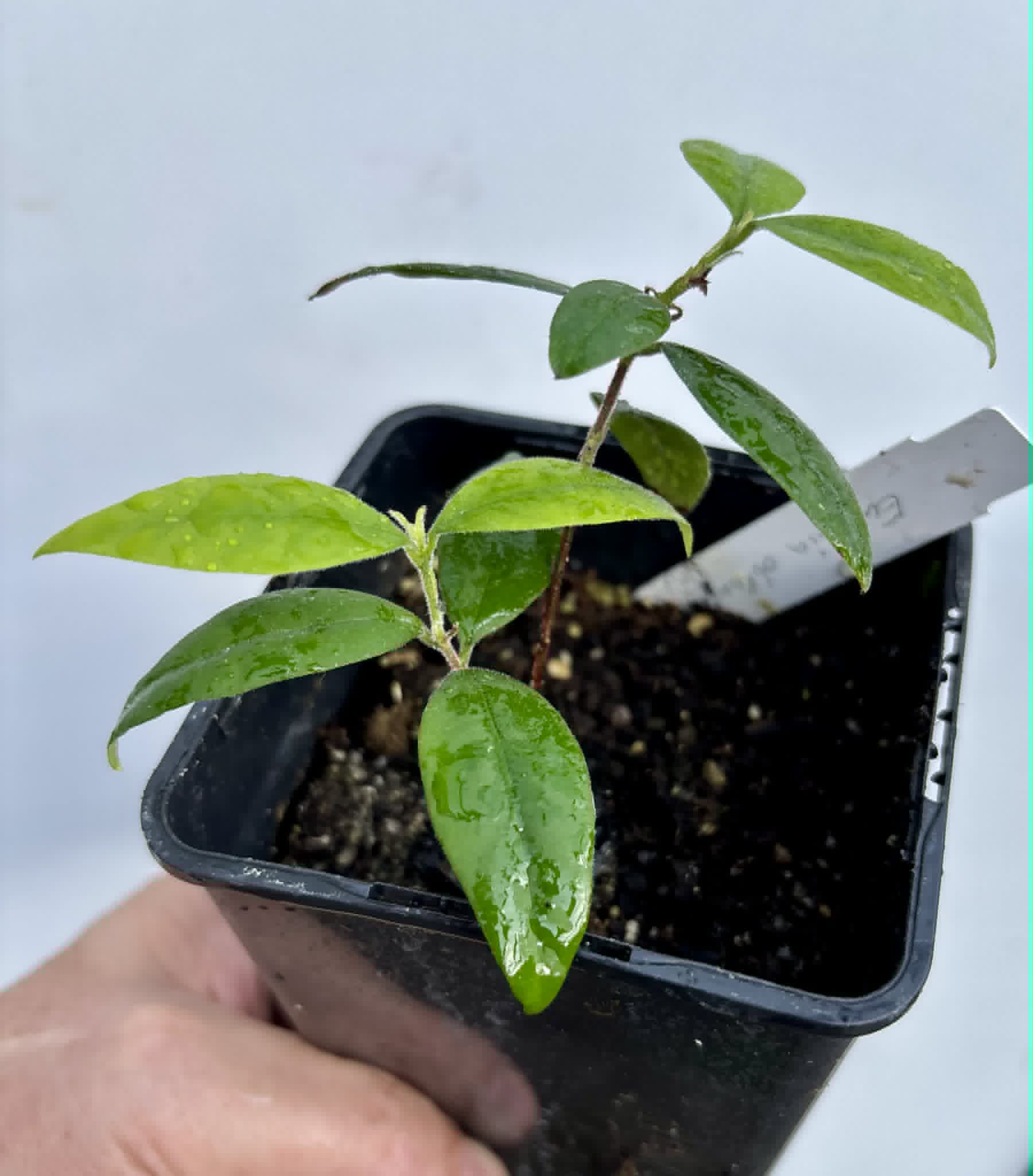 Eugenia oblongata - 1 potted plant / 1 getopfte Pflanze
