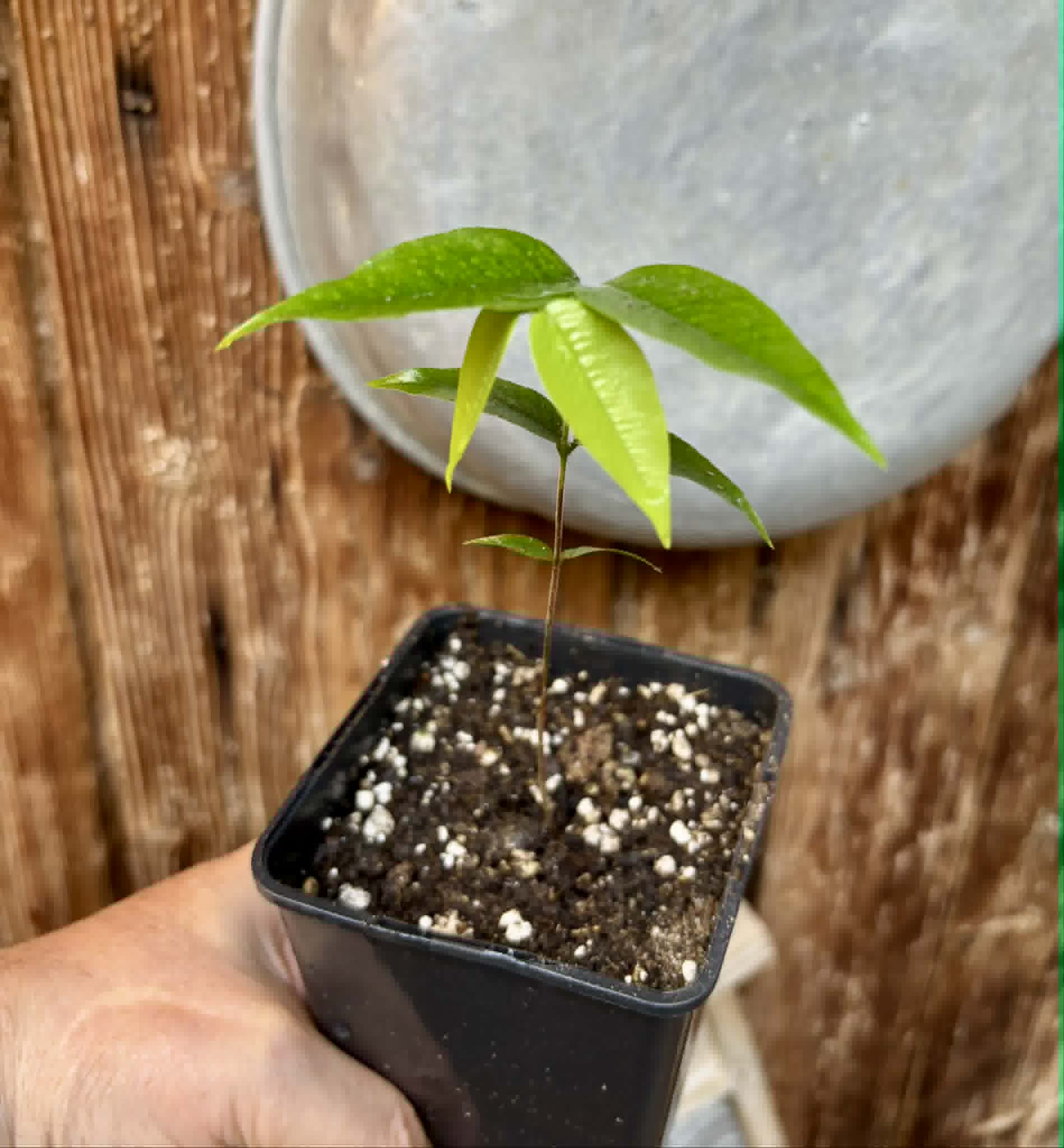 Myrciaria sp Jaboticaba - 1 potted seedling / 1 getopfter Sämling