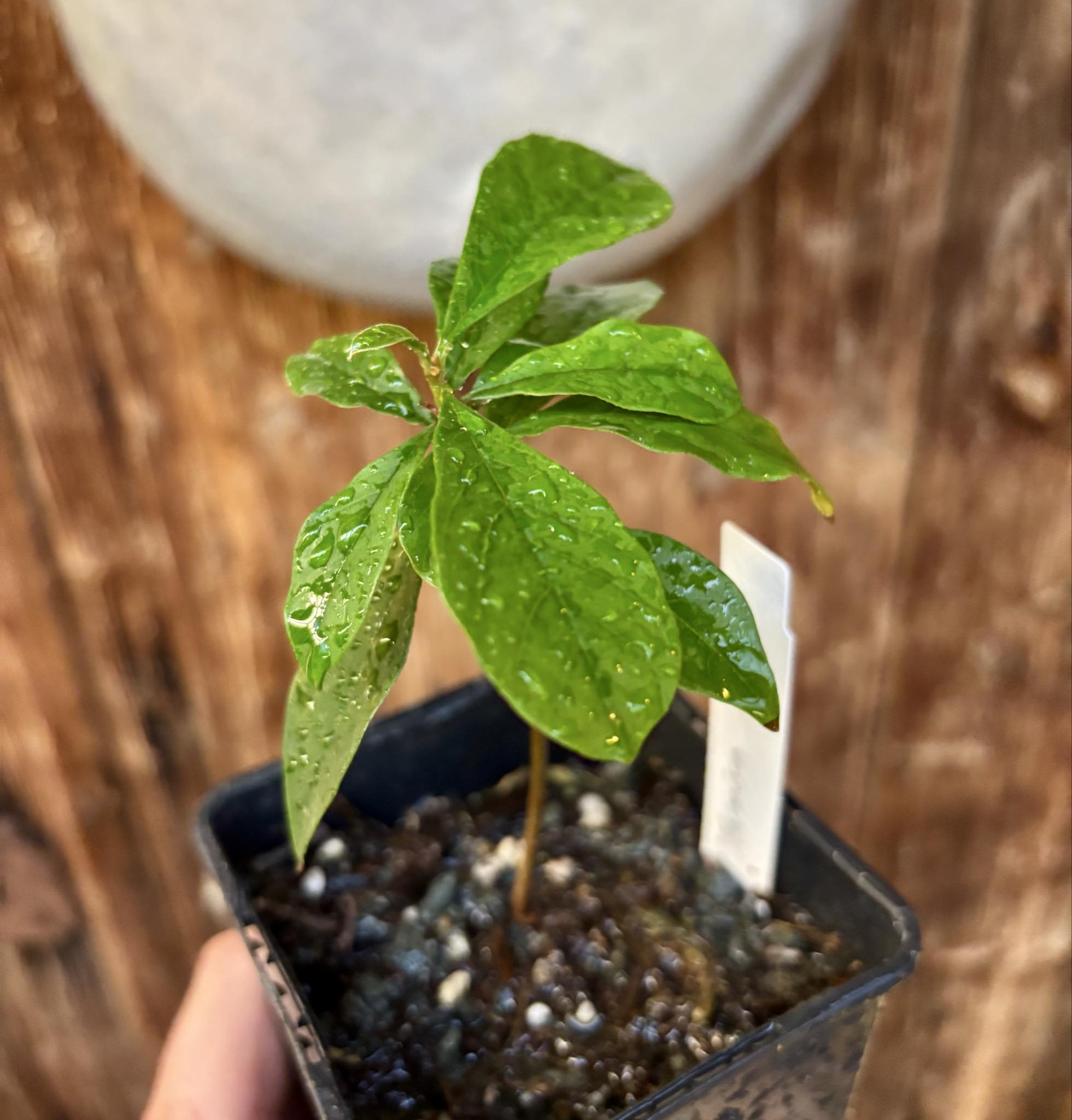 Marmixa (Pradosia lactescens) - 1 potted plant / 1 getopfte Pflanze Marmixa (Pradosia lactescens) - 1 potted plant / 1 getopfte Pflanze