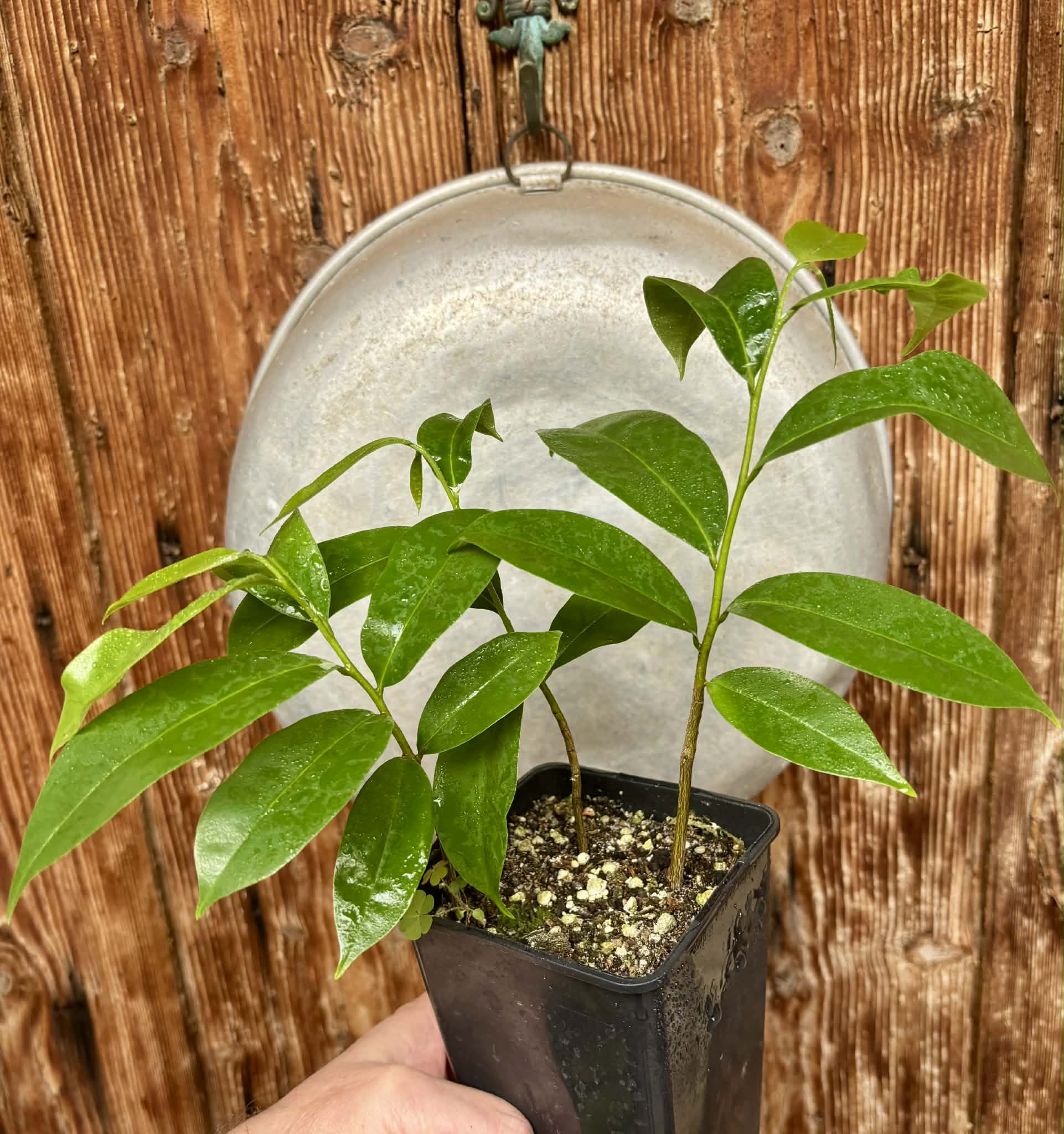 3 in 1 pot - Annona muricata - Soursop / Stachelannone - 3 seedlings in one pot / 3 Sämlinge in einem Topf 