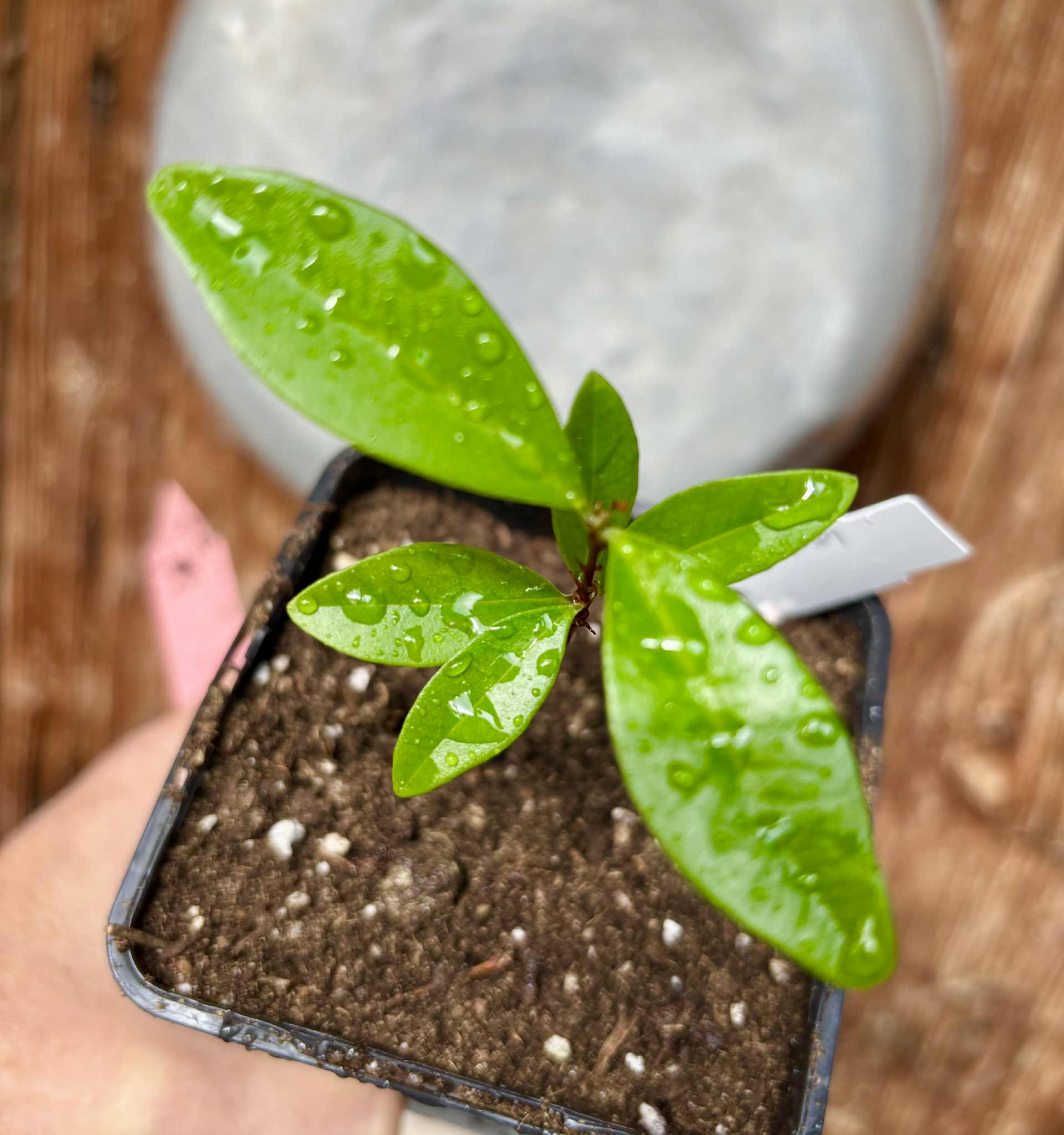 Yellow Grumixama (Eugenia brasiliensis var. leucocarpa) - 1 potted seedling / 1 getopfter Sämling