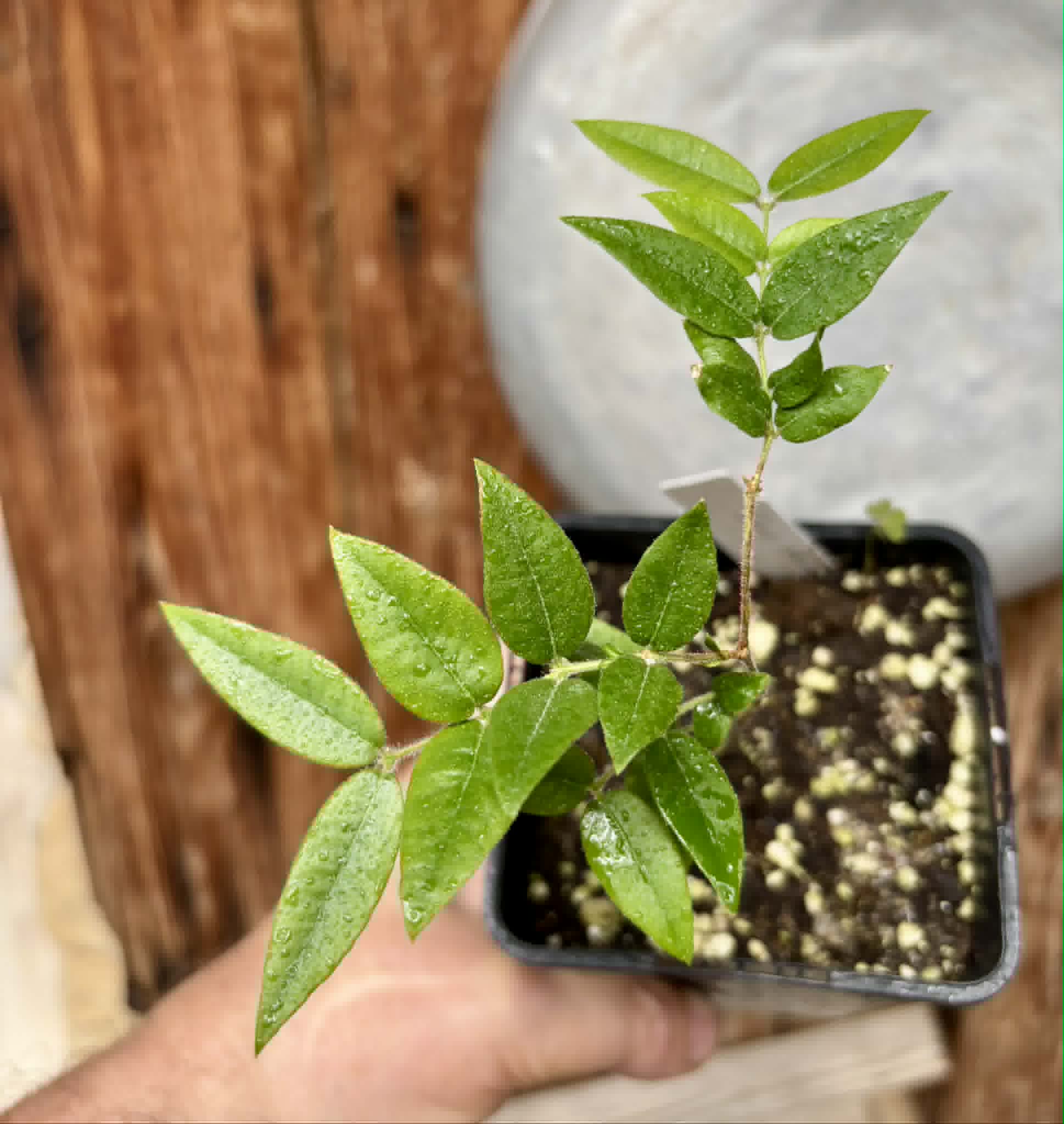 Myrciaria sp Cabeludinha preta (Blue Glomerata) - 1 pottet seedling / 1 getopfter Sämling