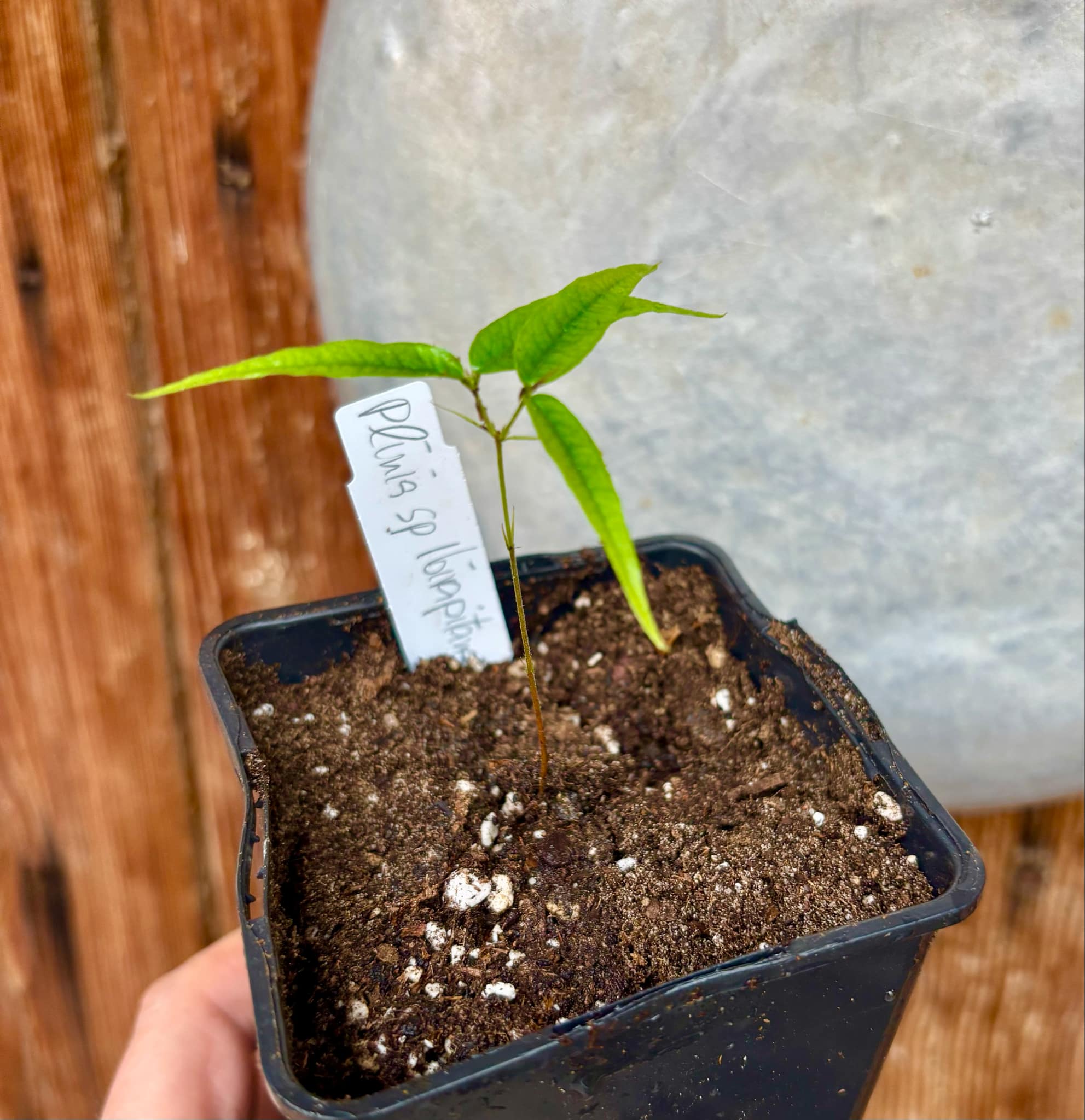 Plinia sp Ibirapitanga -  1 fresh potted seedling / 1 frisch getopfter Sämling
