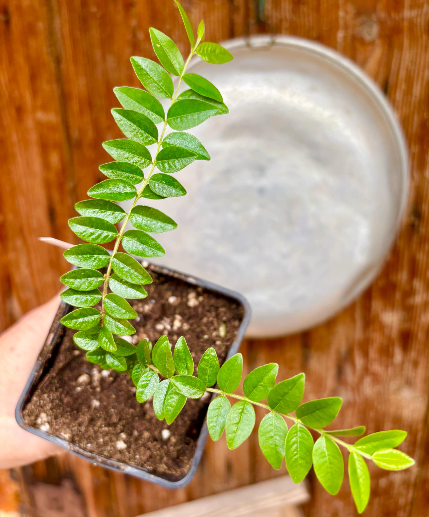 Myrciaria sp Pastora Nr. 2 - 1 potted seedling / 1 getopfter Sämling