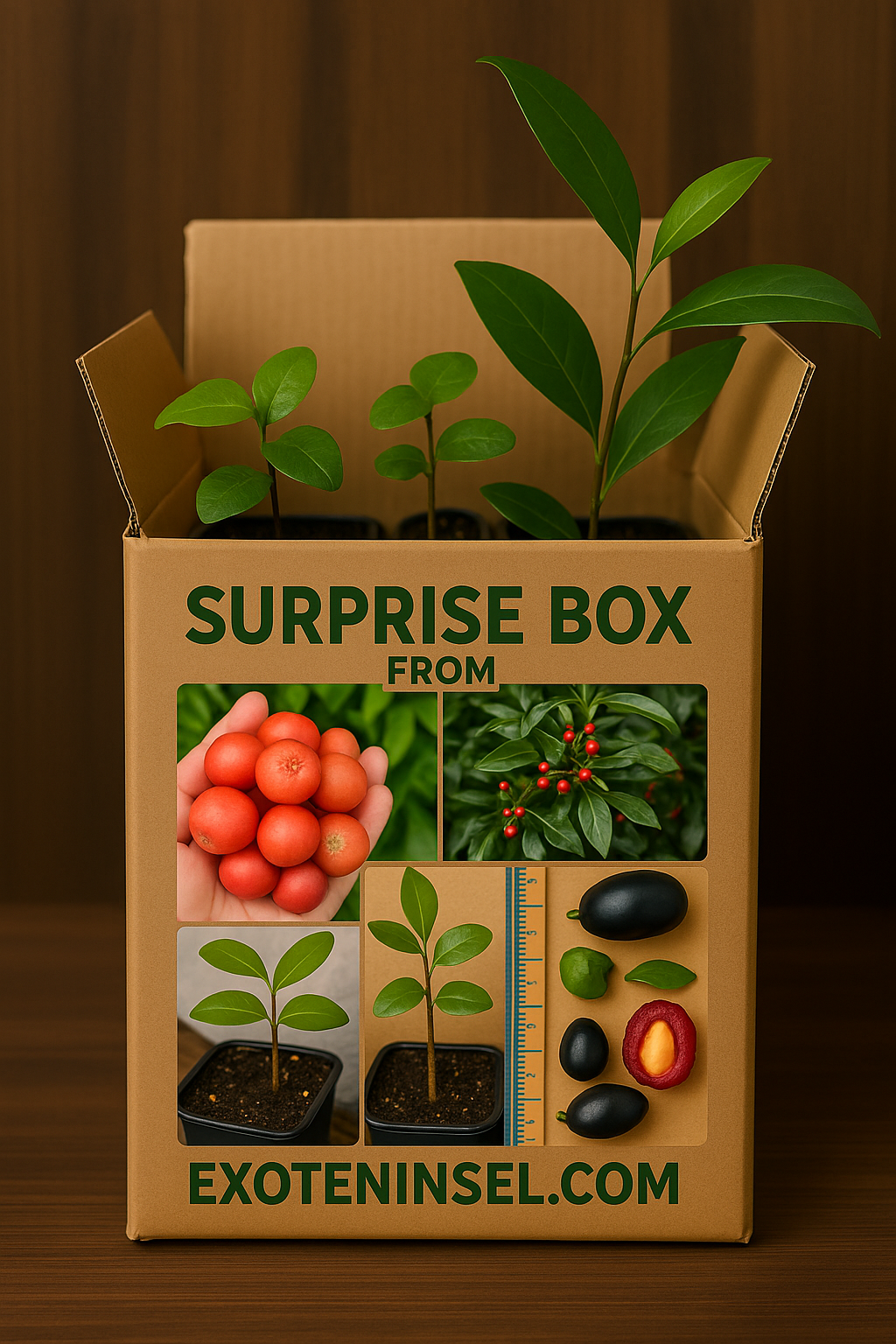 Surprise Box - Überraschungspaket 