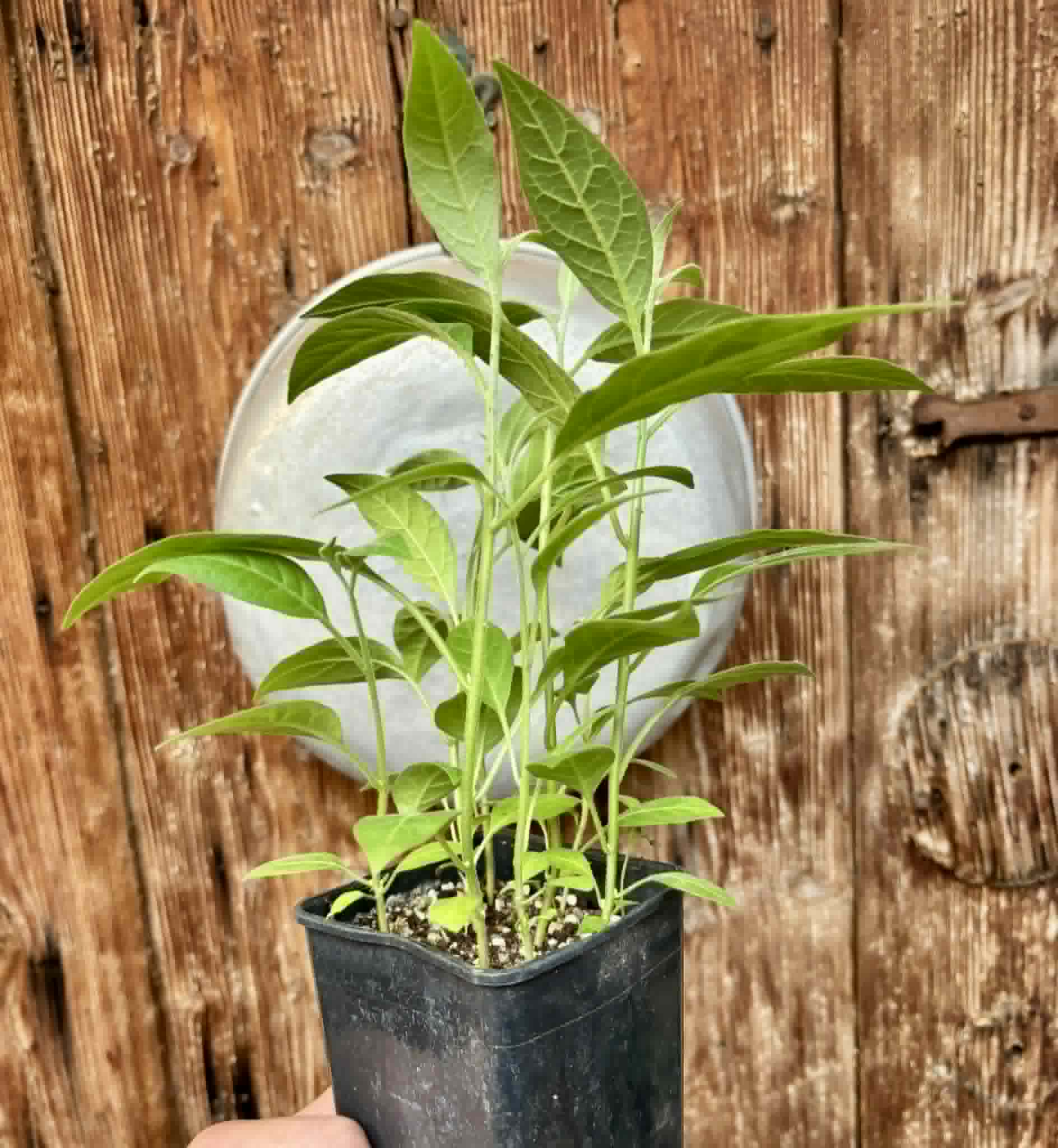 8 in 1 pot - Solanum sp. Mata Escura - 8 seedlings in one pot - 8 Sämlinge in einem Topf