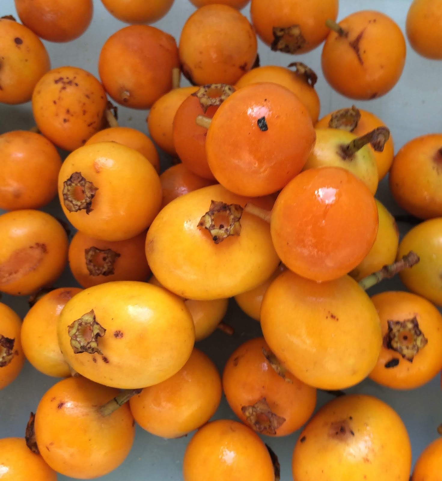 Mouriri glazioviana - Rare exotic plant - Seltene exotische Pflanze