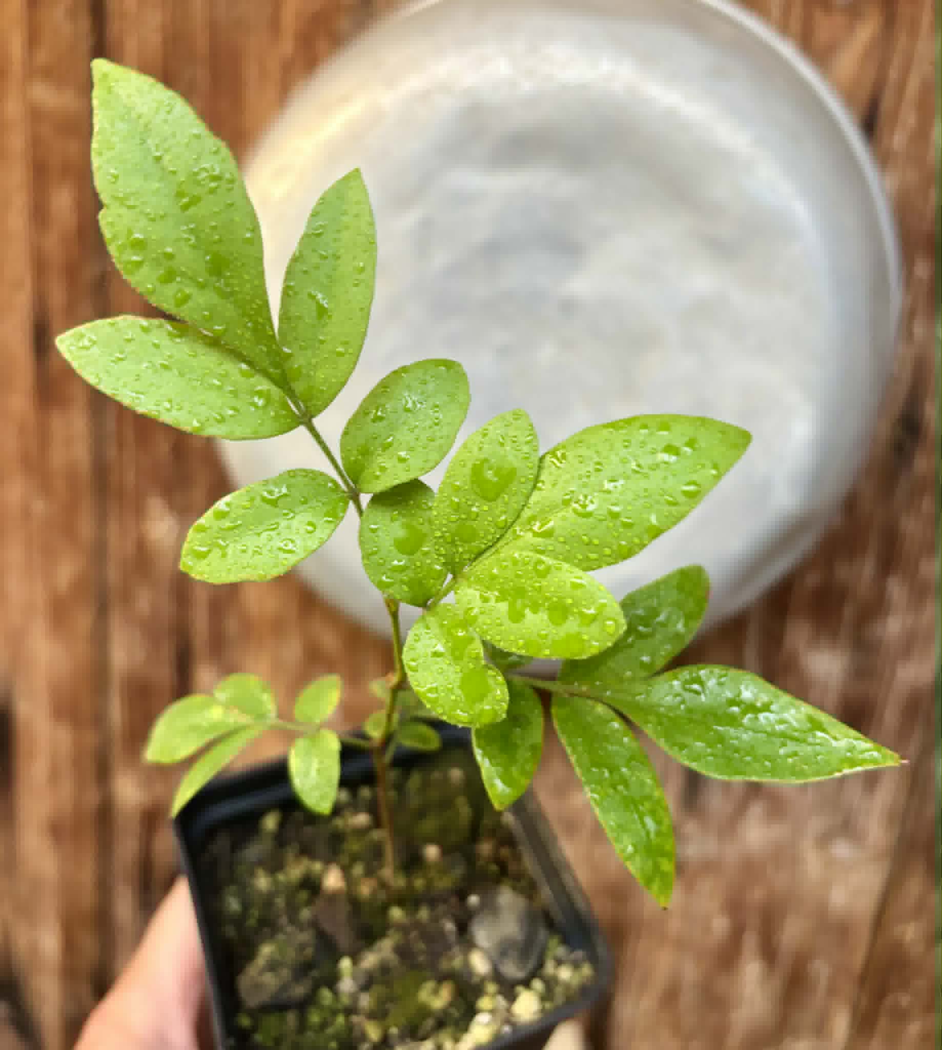 Guarana Samambaia (Paullinia rhomboidea) - 1 potted plant / 1 getopfte Pflanze