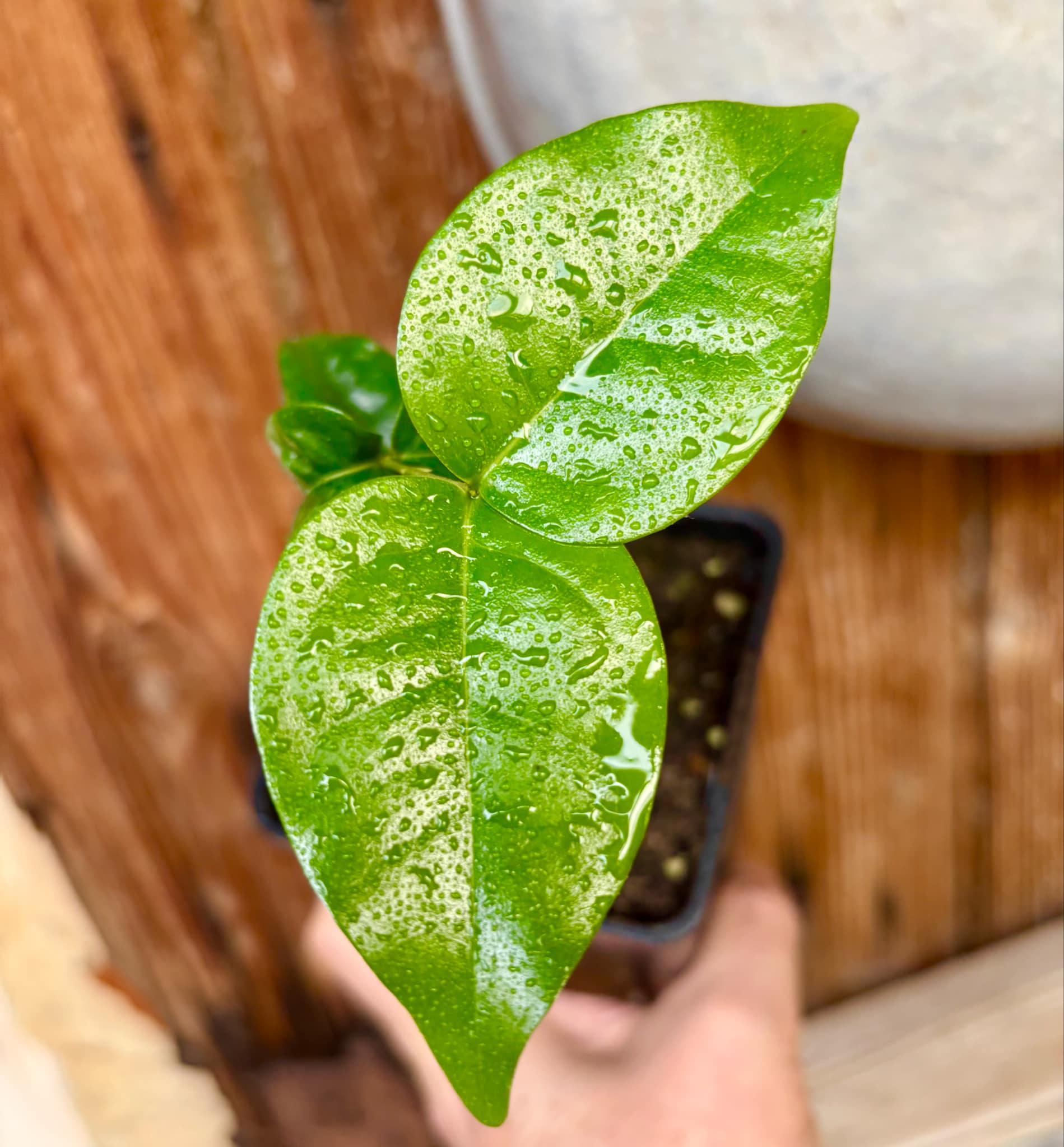 Eugenia uniflora var. Gigante Pitangao  - 1 small potted seedling / 1 kleiner, getopfter Sämling