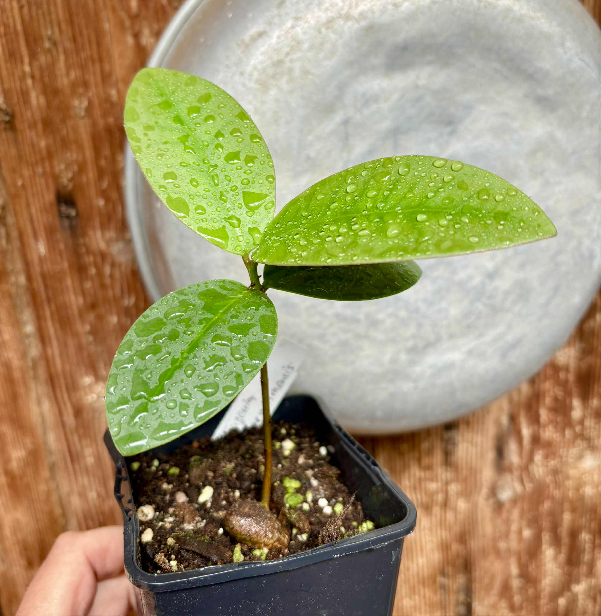 Eugenia itapemirimensis - 1 potted plant / 1 getopfte Pflanze