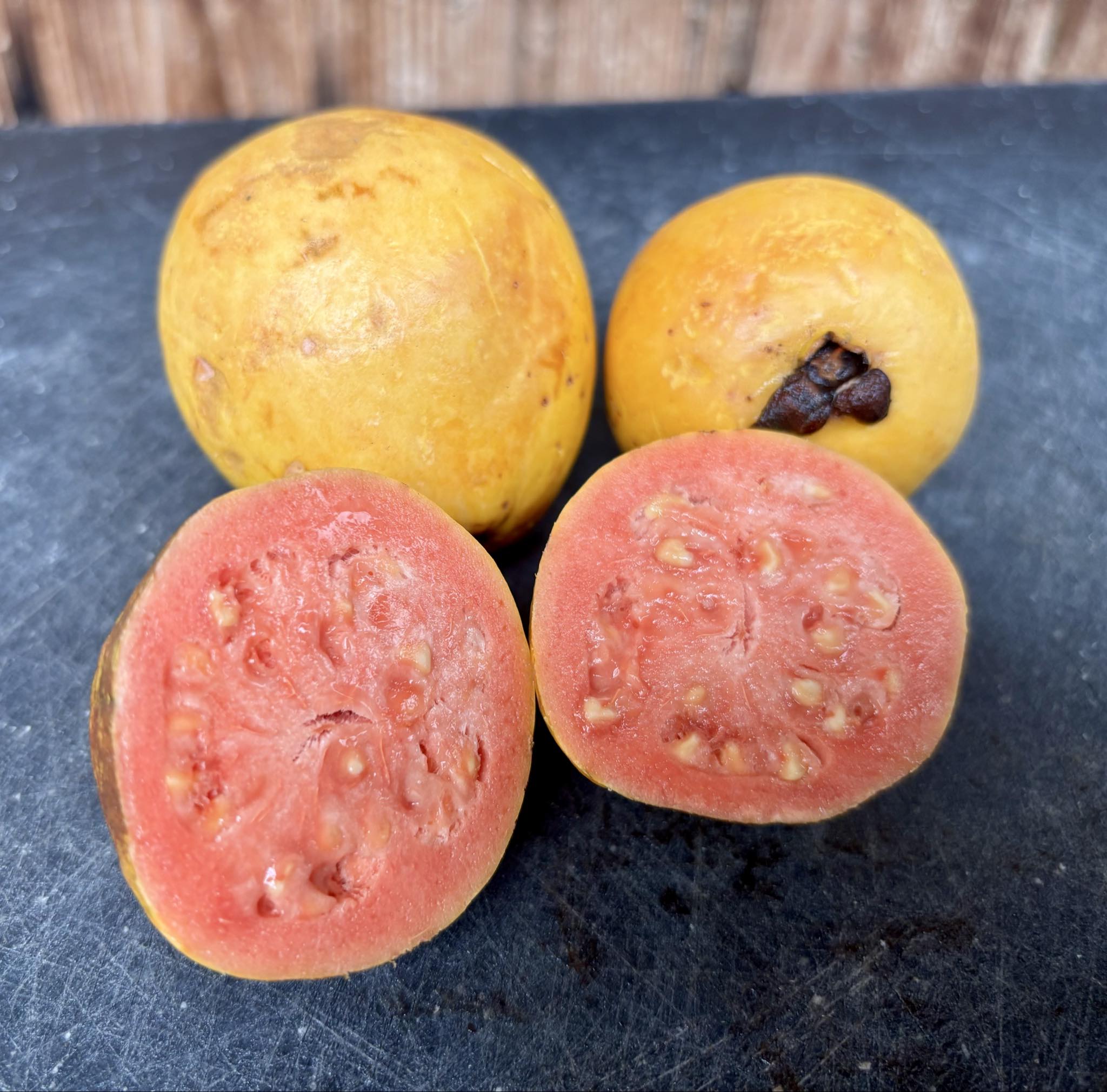 fruits after 2 years in Brasil - Psidium guajava  "Paluma"  - 3 fresh seeds / 3 frische Samen