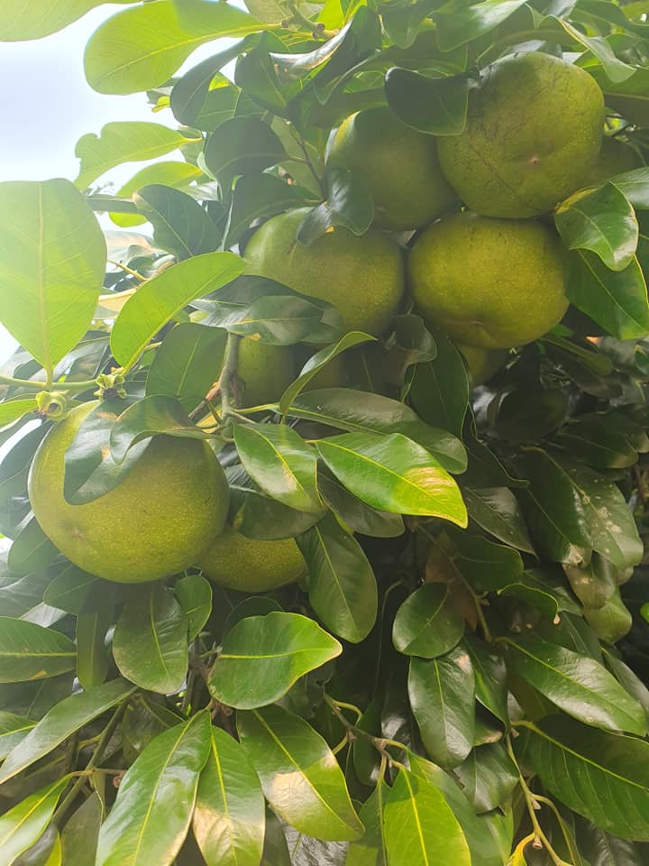 Diospyros nigra - Black Sapote - 1 potted plant / 1 getopfte Pflanze