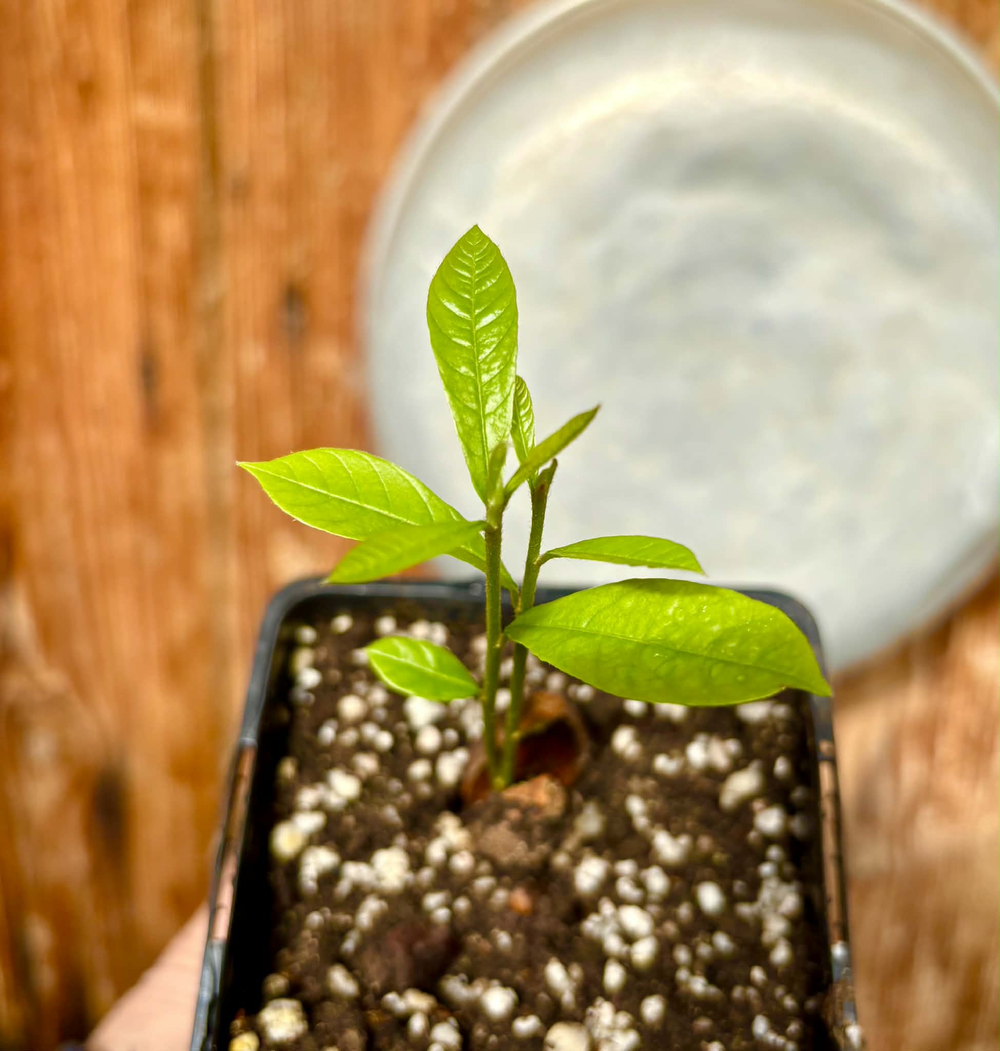 Pradosia sp Rondonia - 1 potted seedling / 1 getopfter Sämling