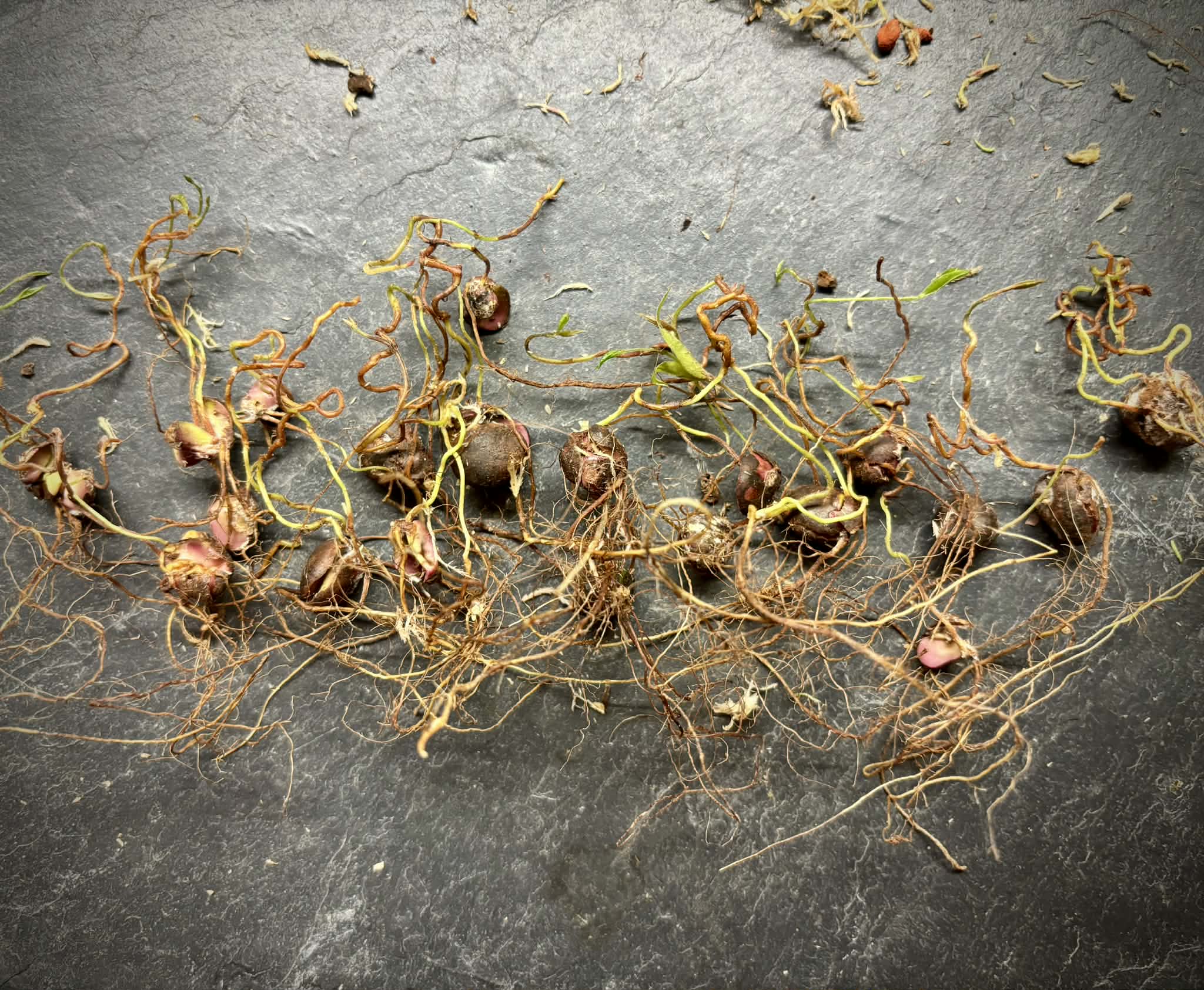 Red Hybrid Jaboticaba (Plinia cauliflora x aureana) - 1 germinated seed / 1 gekeimter Samen