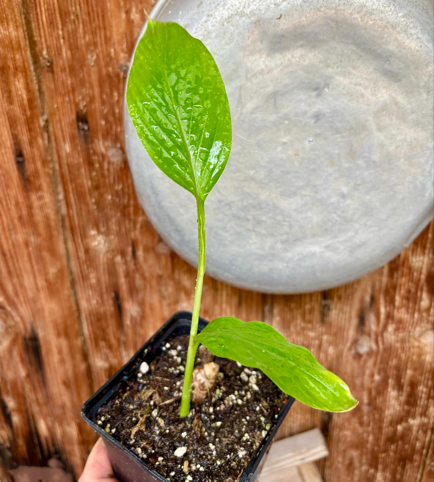 Tumeric / Kurkuma (Curcuma longa) small plant - 1 potted plant, 1 getopfte Pflanze