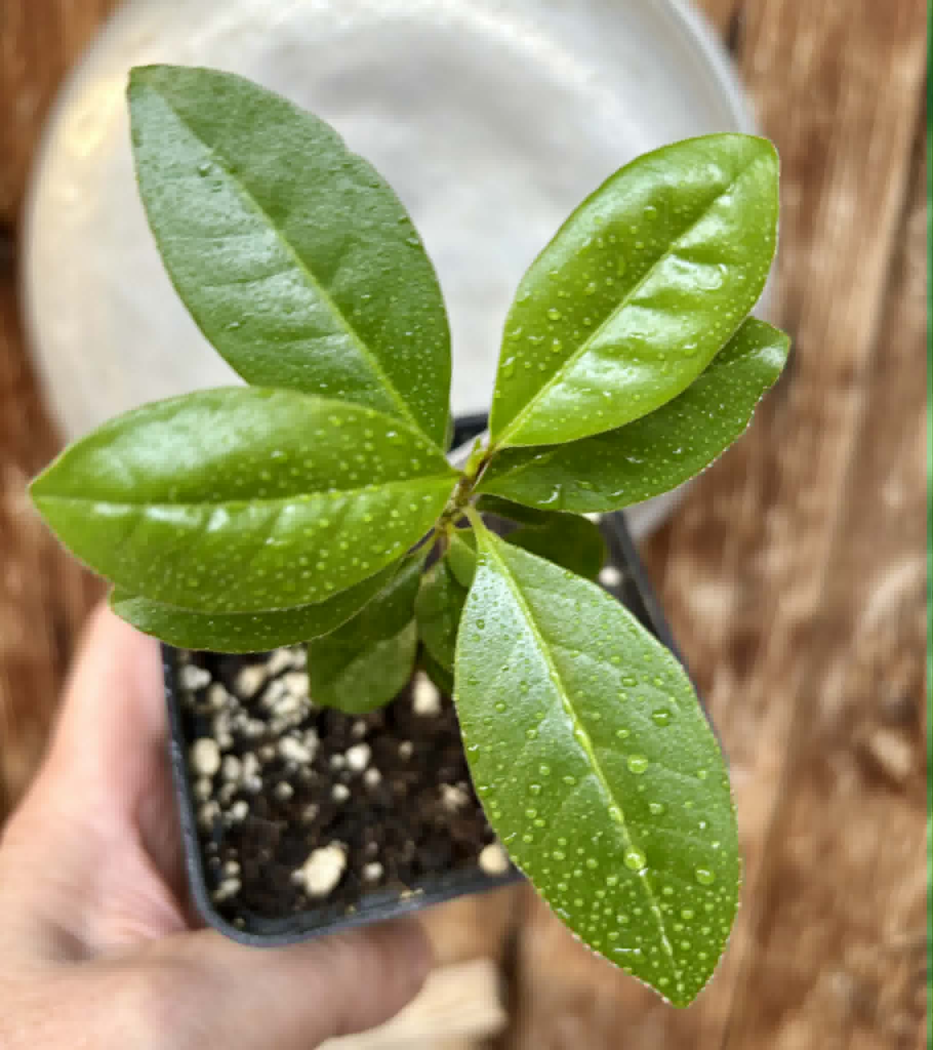 Psidium sp Cassio - 1 potted seedling / 1 getopfter Sämling