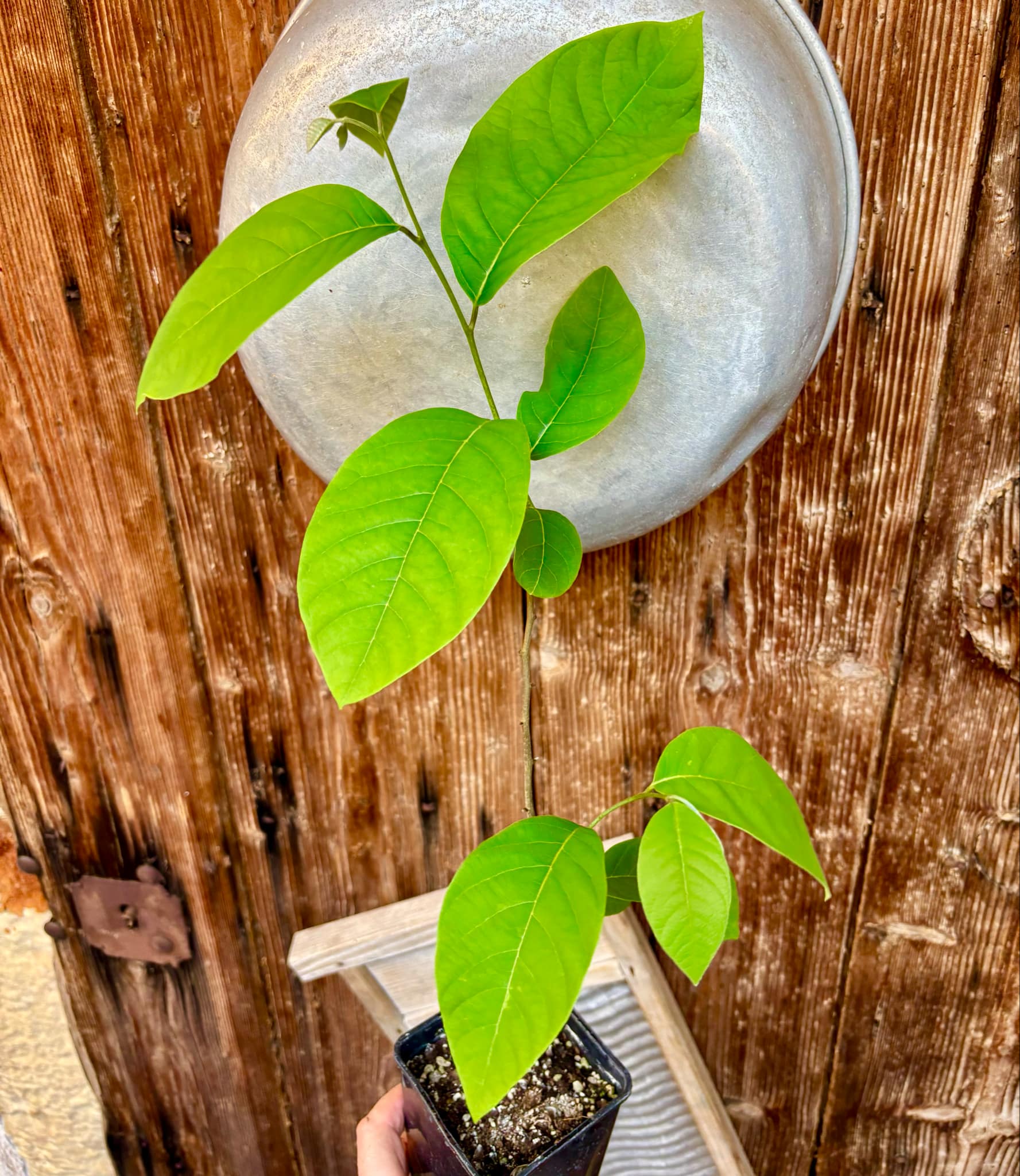 Cherimoya var. Fino de Jete (Annona cherimola) - 1 potted plant / 1 getopfte Pflanze