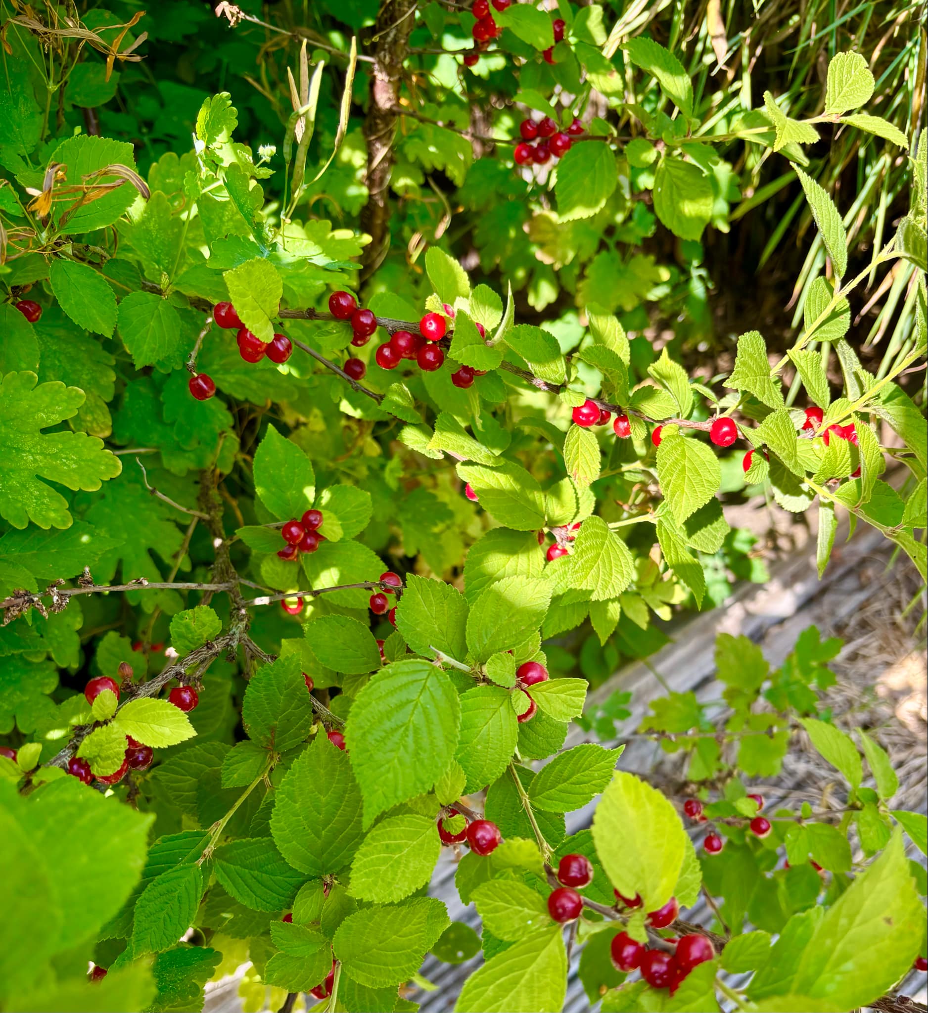 Red Nanjing Cherry (Prunus tomentosa) - 10 fresh seeds / 10 frische Samen