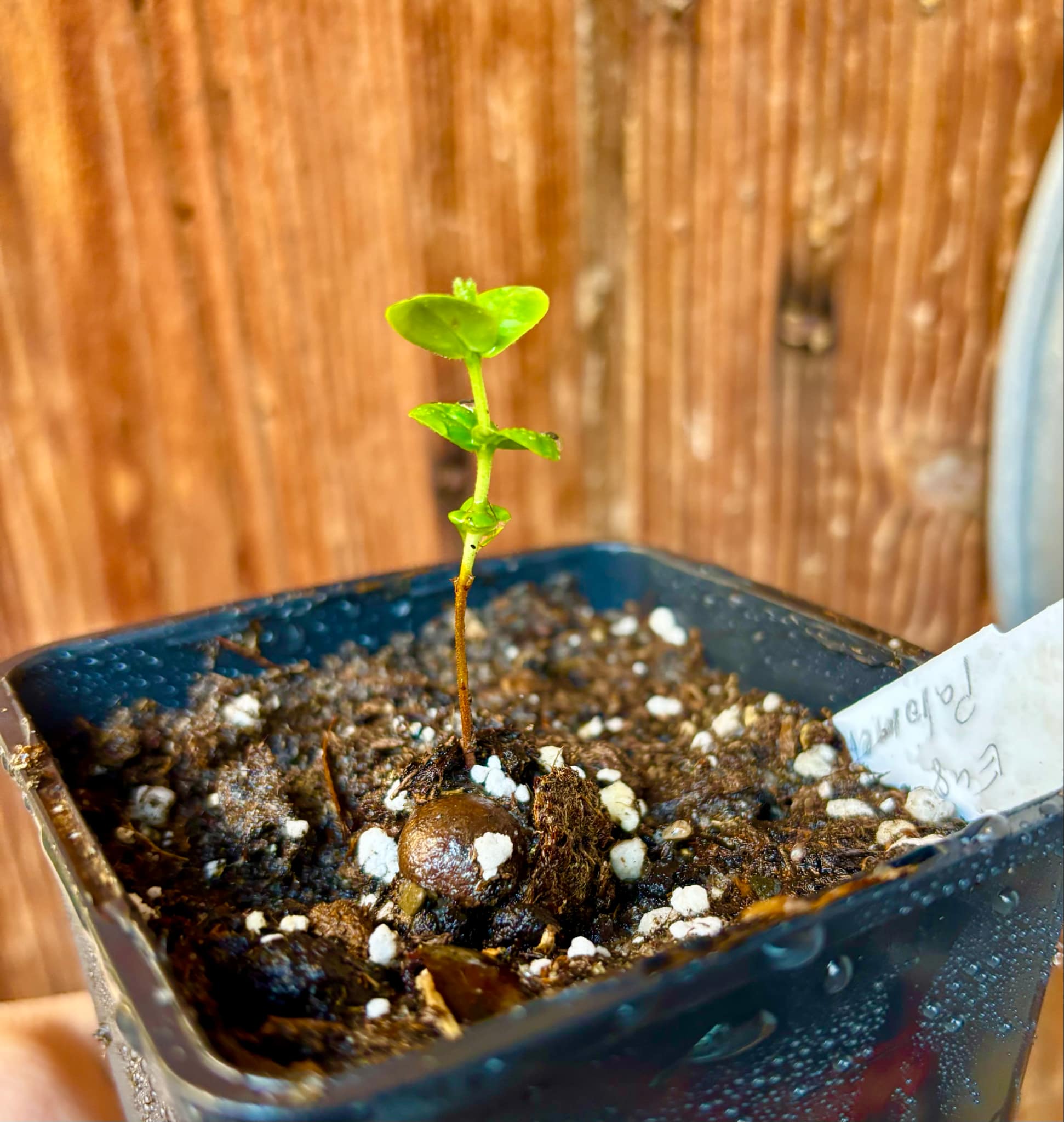 last 3 seedlings - Eugenia sp Palometa - 1 small potted seedling / 1 kleiner, getopfter Sämling last 3 seedlings - Eugenia sp Palometa - 1 small potted seedling / 1 kleiner, getopfter Sämling