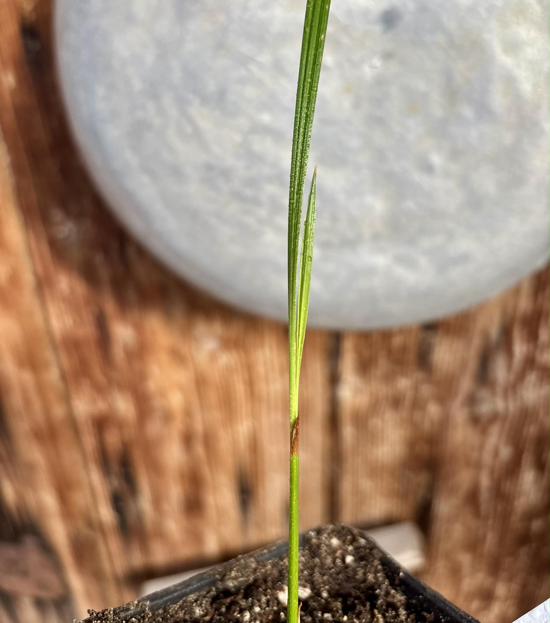 Jelly Palm (Butia odorata) -  1 potted plant / 1 getopfte Pflanze