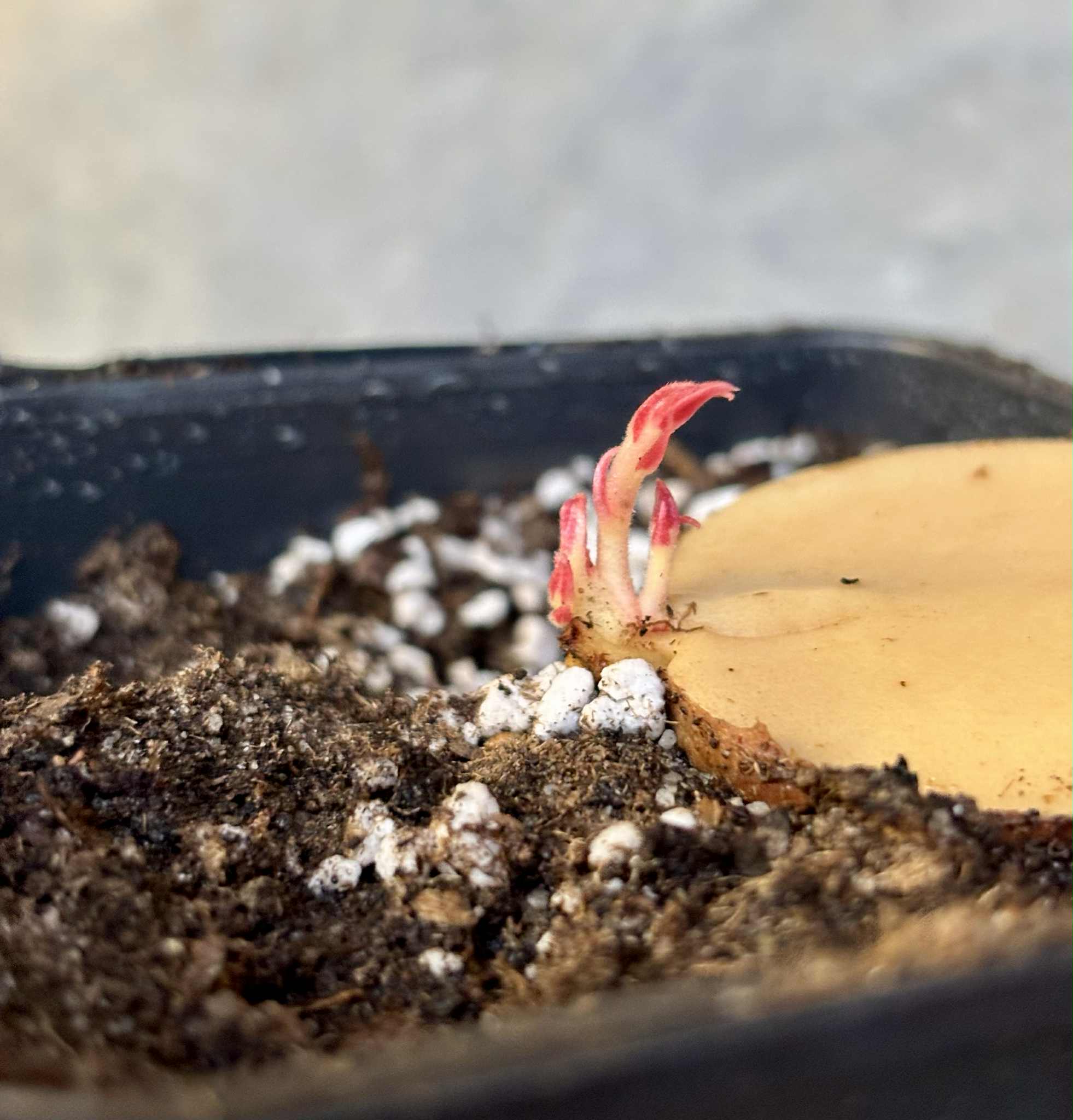 3 shots - Plinia longiacuminata Nr. 3 -  1 potted seedling / 1 getopfter Sämling