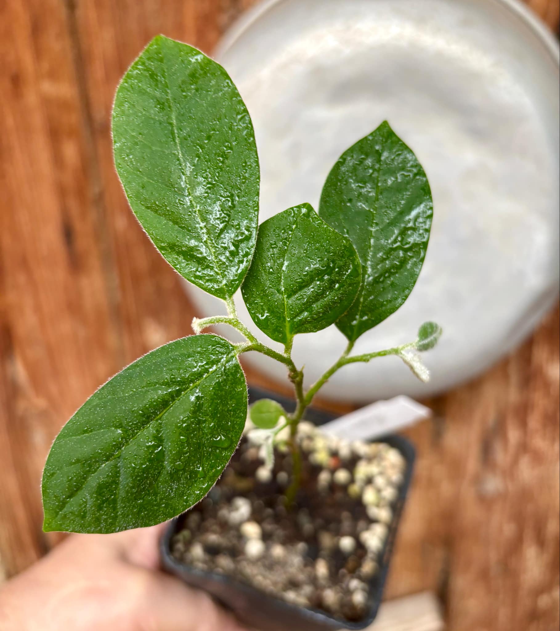 Annona sylvatica - 1 potted plant / 1 getopfte Pflanze