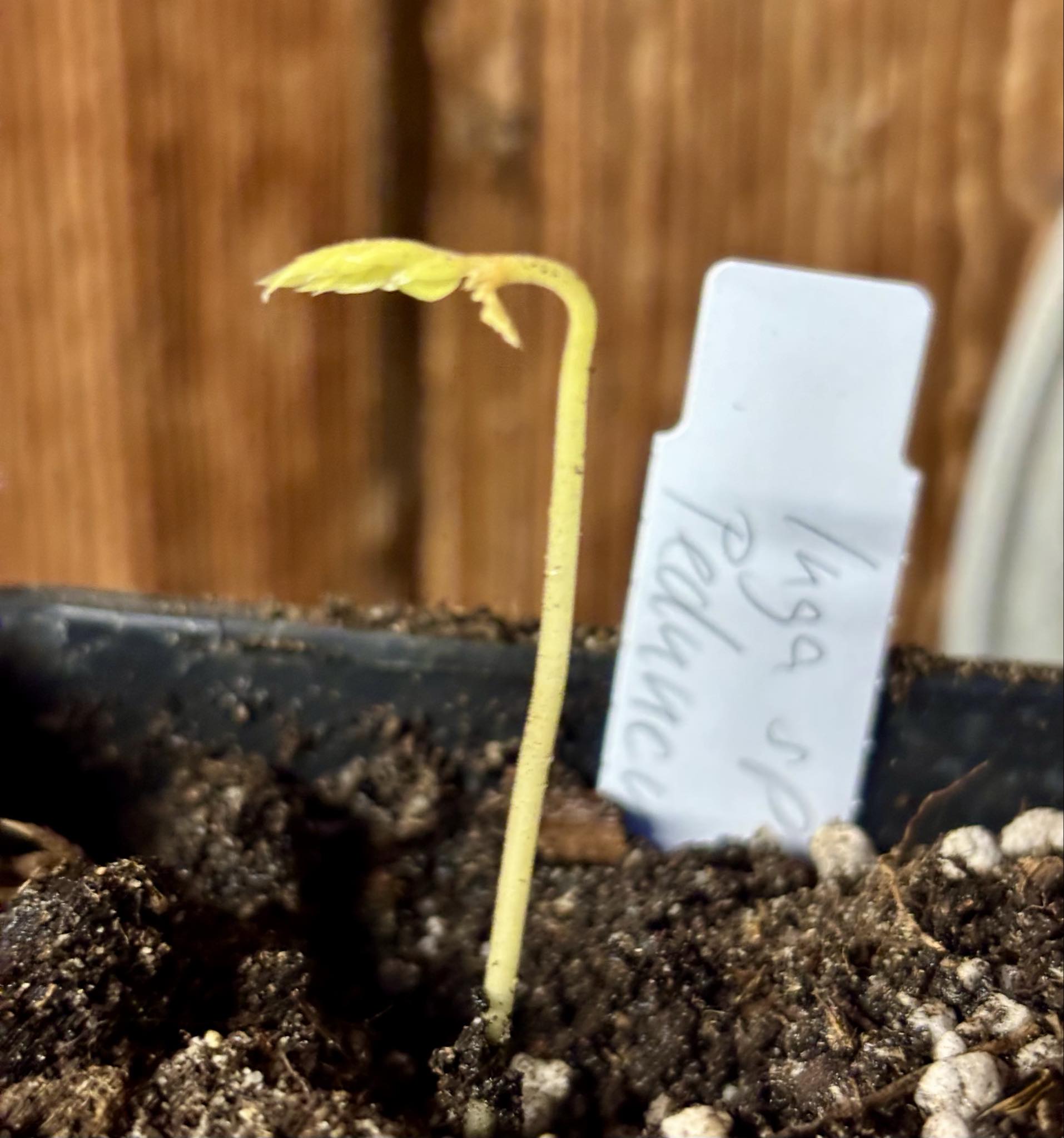 Inga aff. Pedunculata  - 1 potted seedling / 1 getopfter Sämling