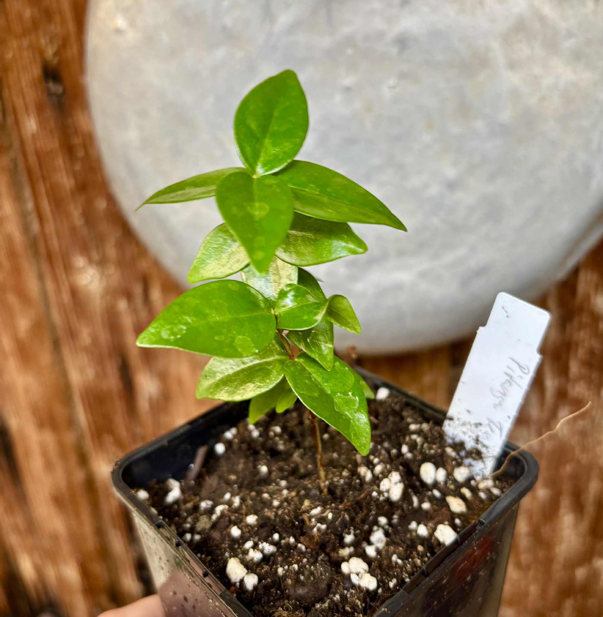 Eugenia uniflora var. Teneriffa  - 1 small potted seedling / 1 kleiner, getopfter Sämling