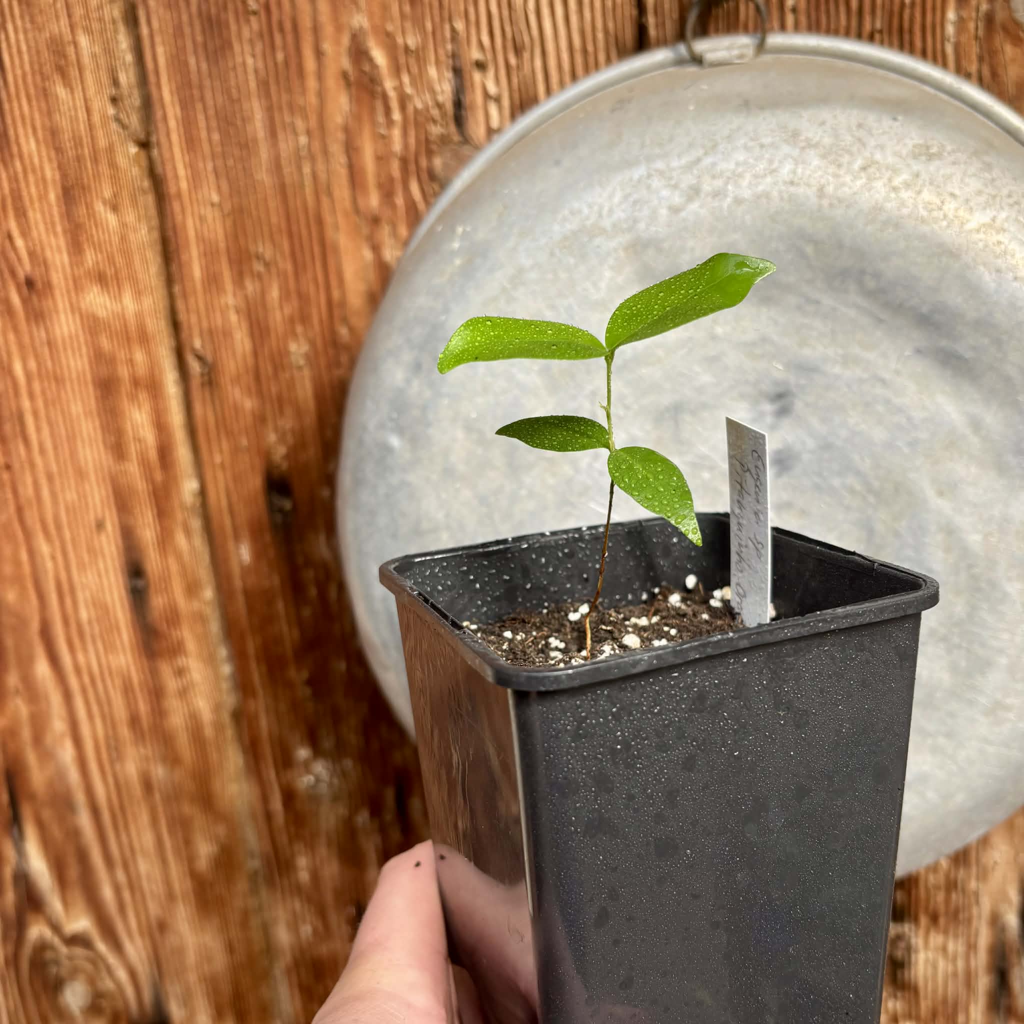 Eugenia sp Pitanguinha Orange - 1 potted seedling / 1 getopfter Sämling