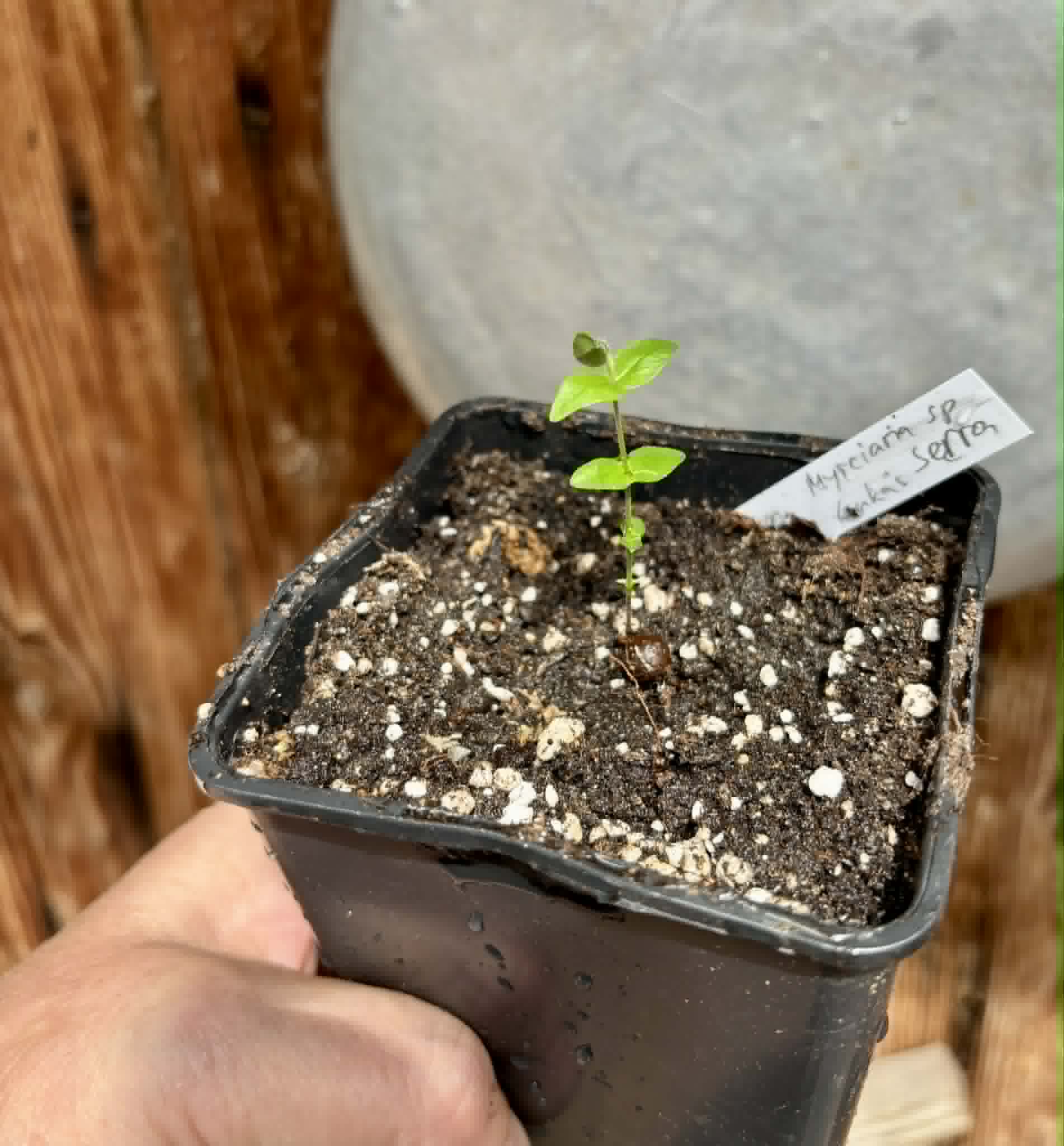 only 1 available - Myrciaria sp Serra de Jiboia -  1 potted seedling / 1 getopfter Sämling