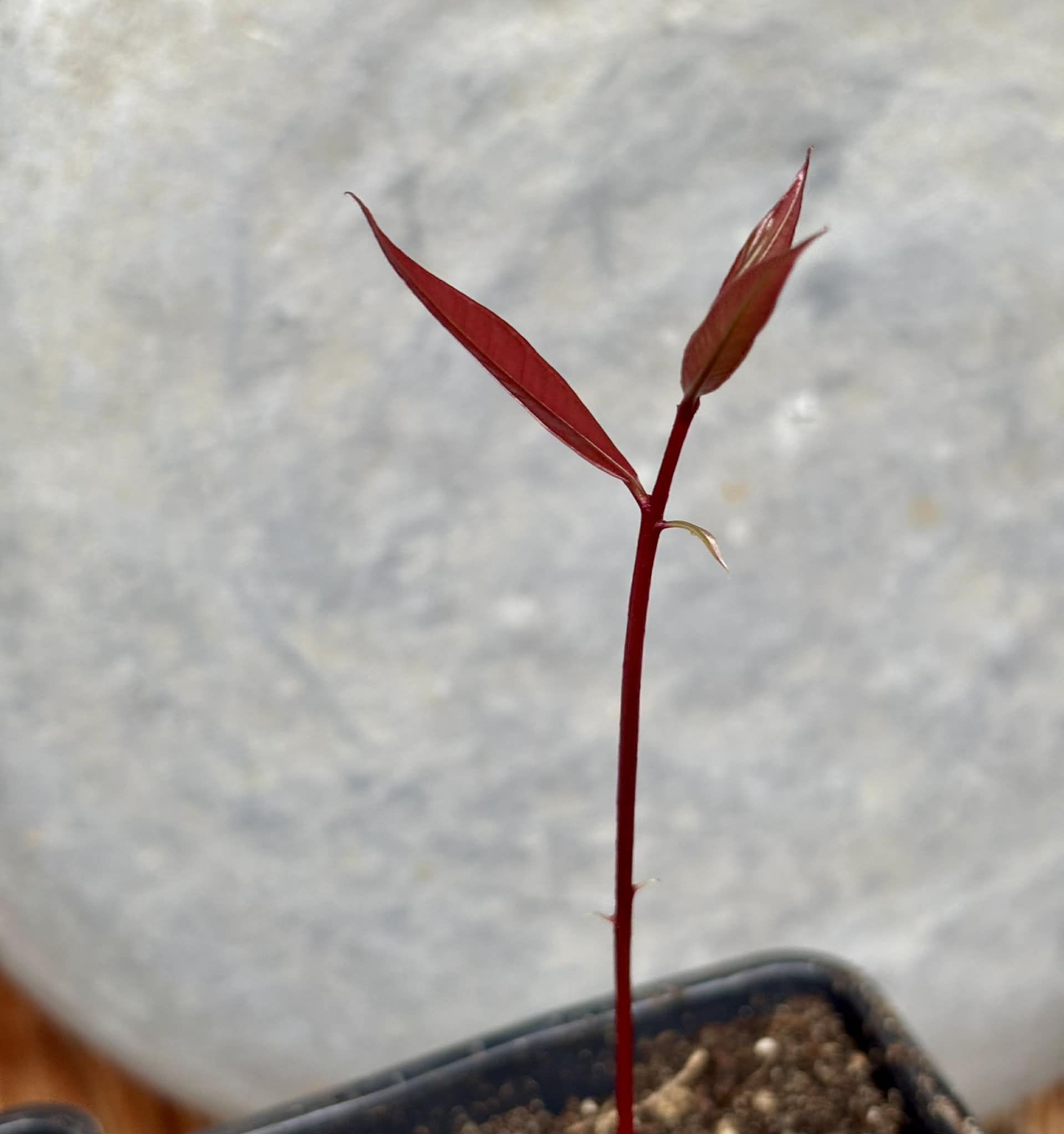 Syzygium rubrocarpum - 1 potted plant / 1 getopfte Pflanze