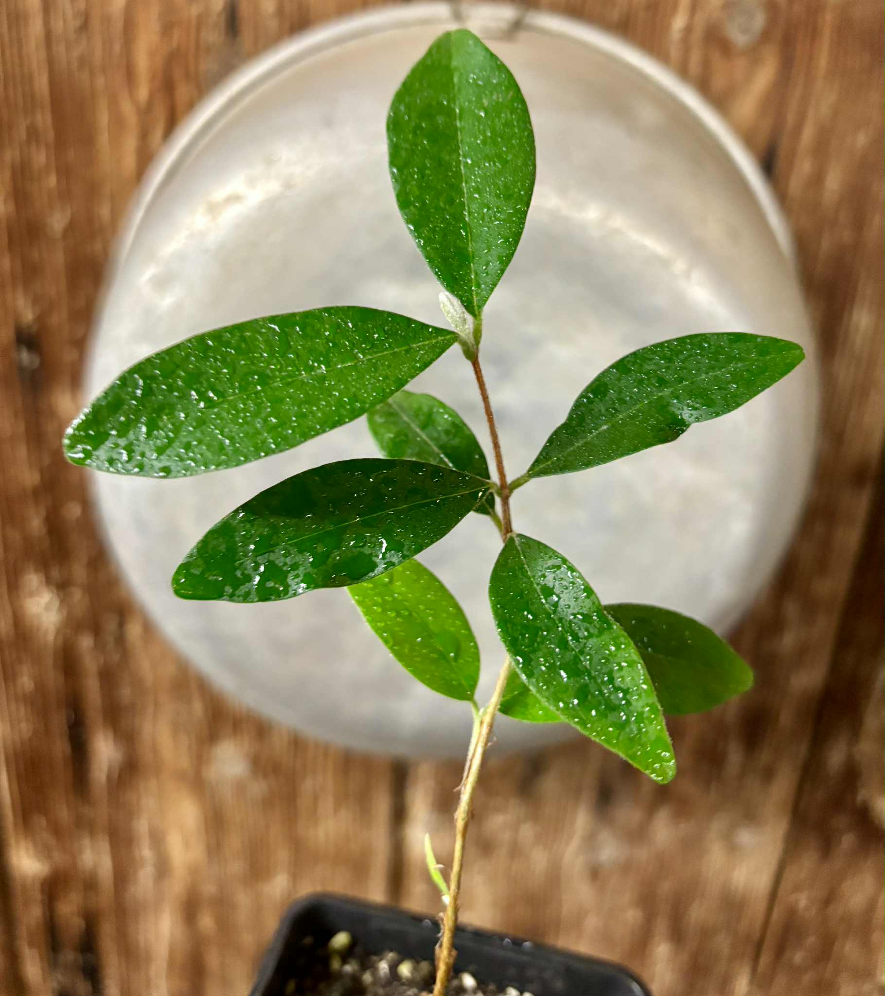 Eugenia caipora BIG -  1 potted plant / 1 getopfte Pflanze