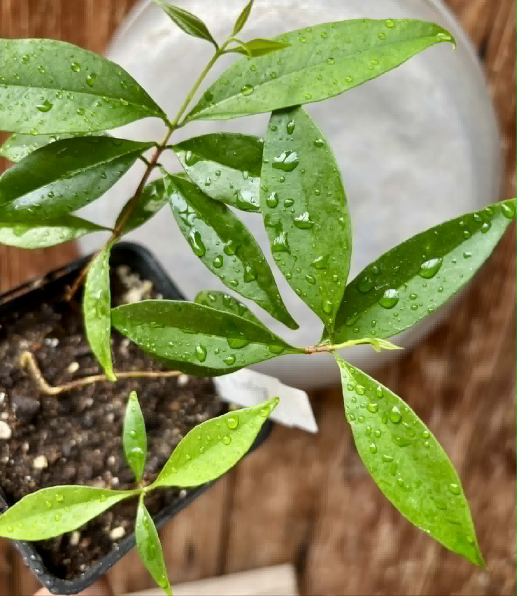 3 in 1 pot - Eugenia punicifolia - 3 seedlings in one pot / 3 Sämlinge in einem Topf